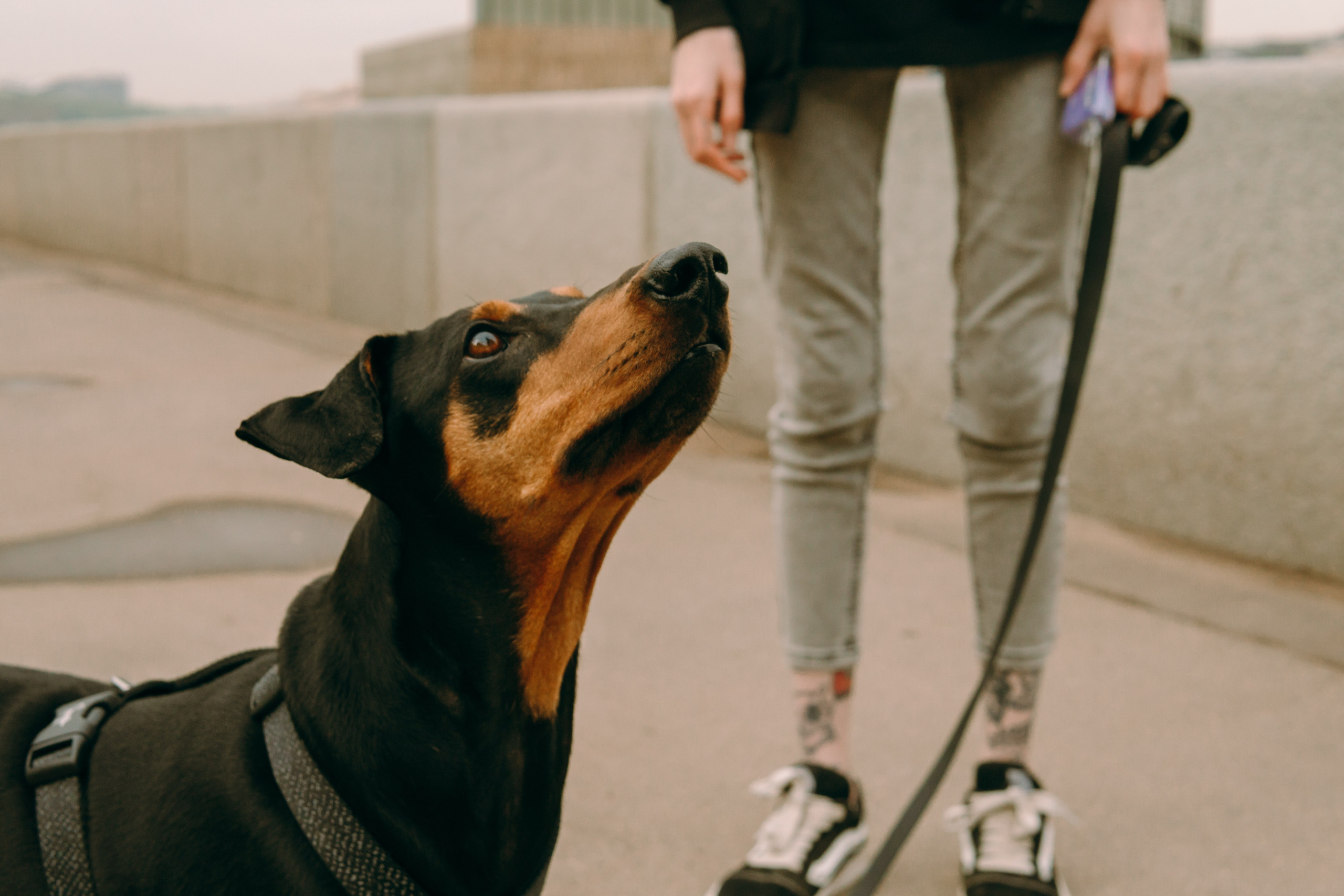 Кира, Максим и Аскара. Фотограф-анималист Ксения Воробьева, Москва