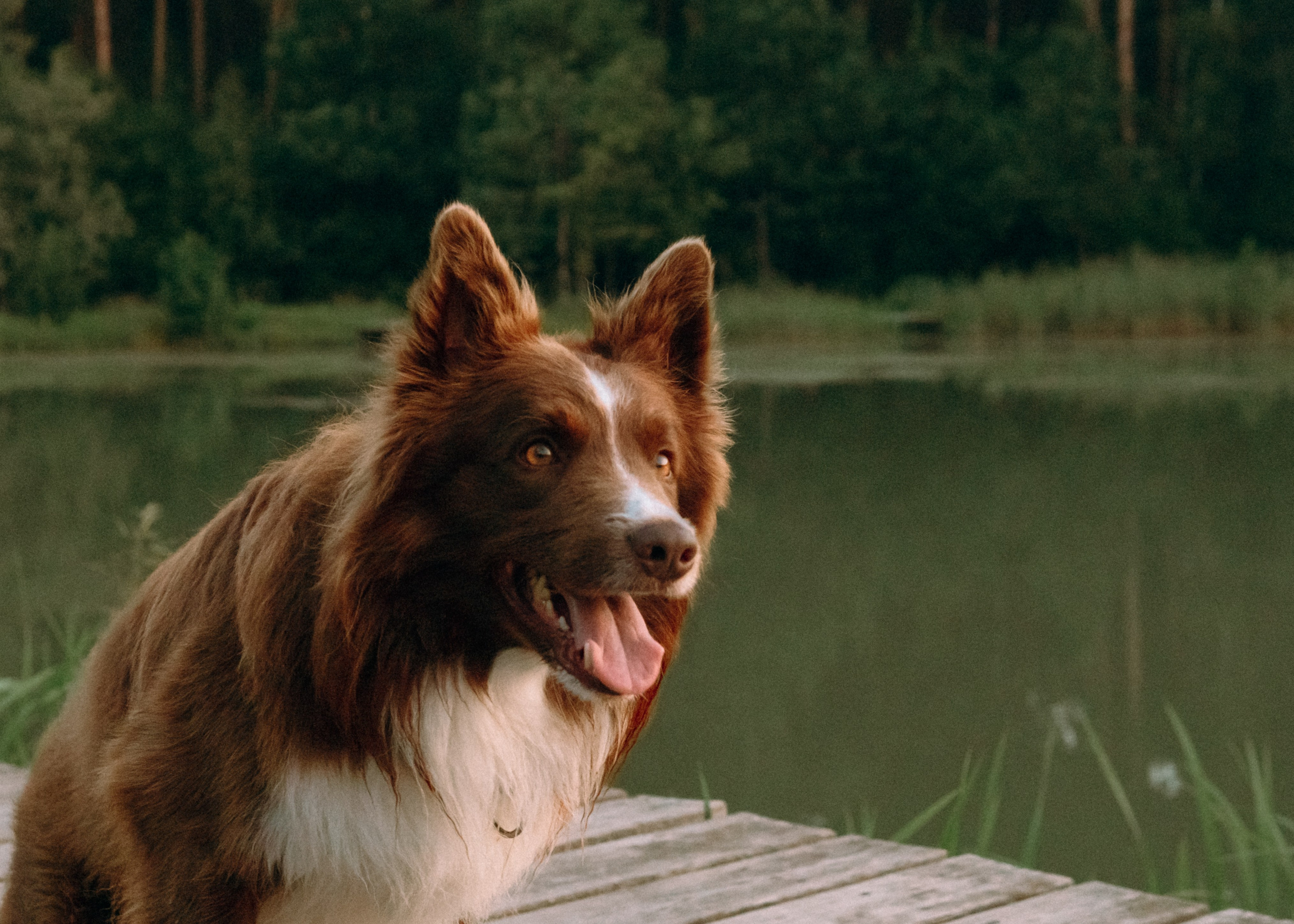Виолетта, Лила и Питер. Фотограф-анималист Ксения Воробьева, Москва