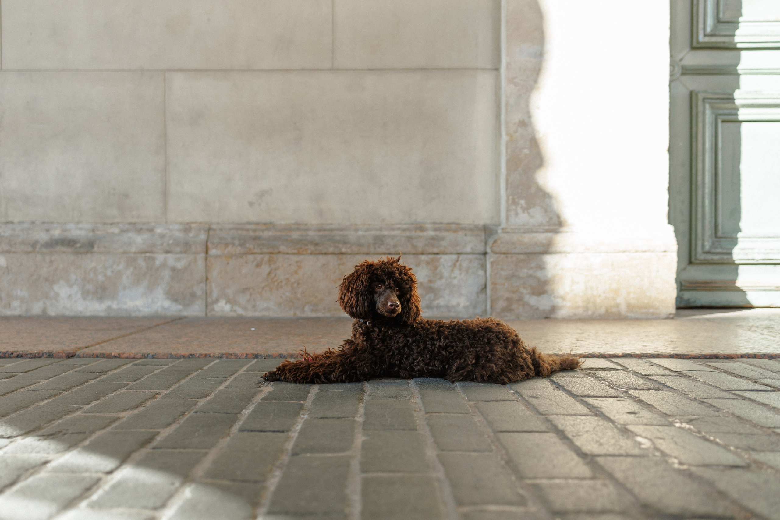 Ксения и Лео. Фотограф в Санкт-Петербурге Алёна Губинская