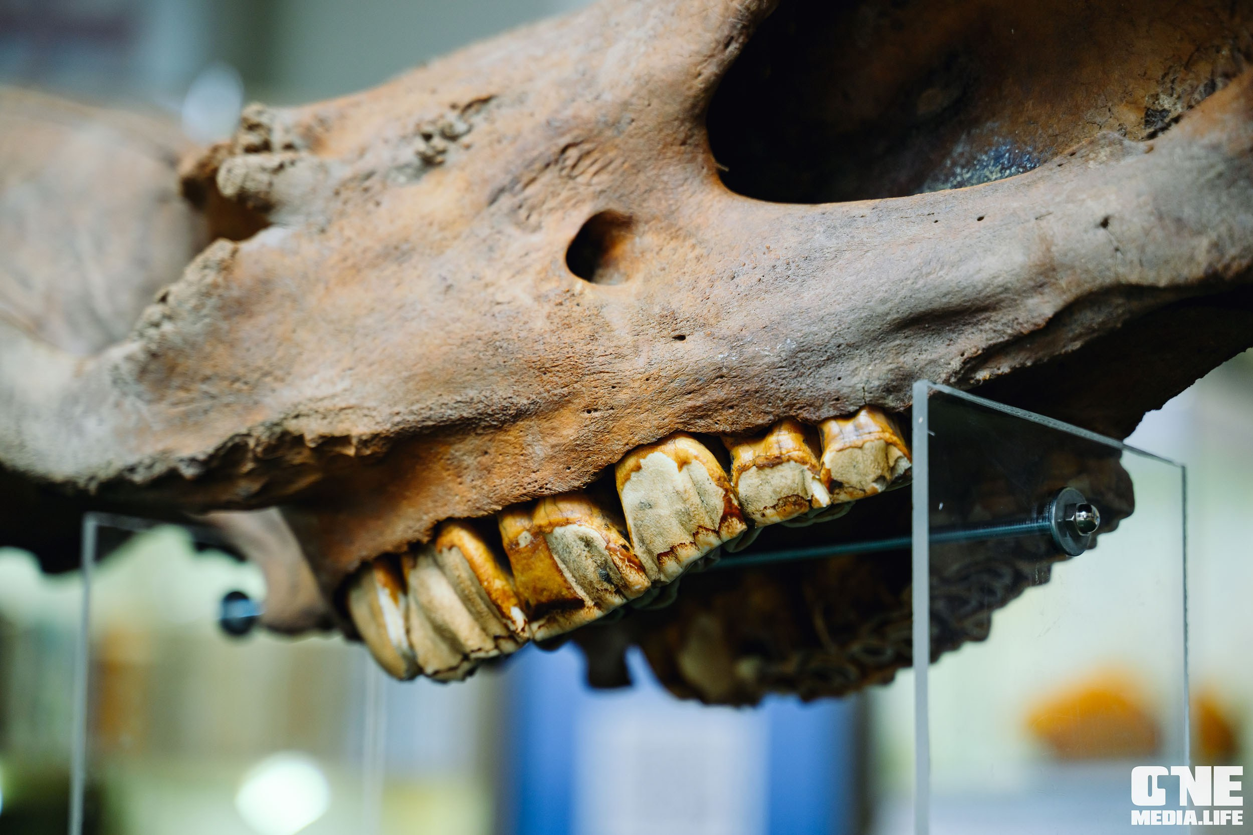 Балтийский Культурный Форум 2024. One Media Life: фоторепортажи, фотоотчеты с мероприятий и заведений