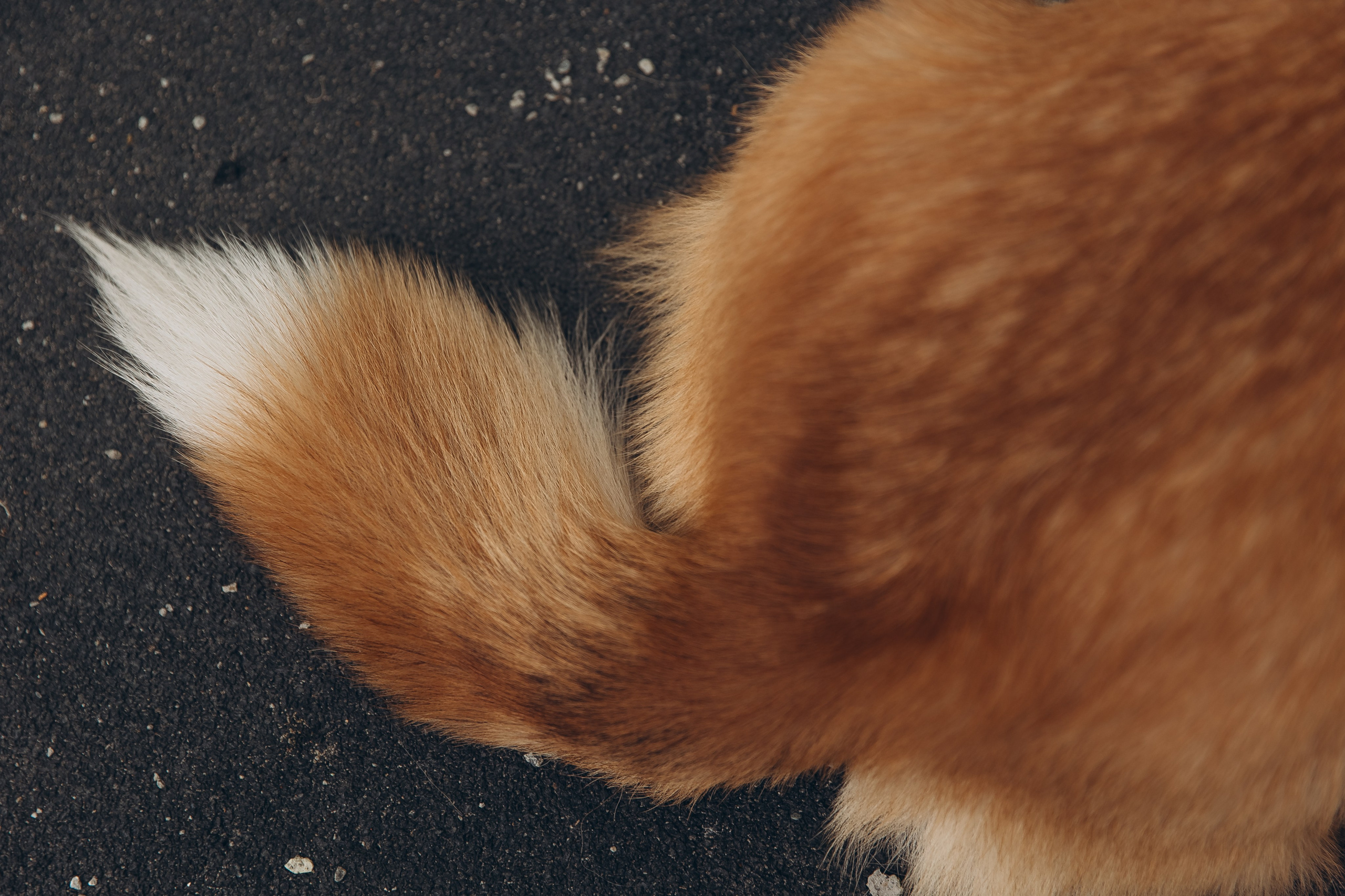 «Королевский Корги» 2. Фотограф Алина Ионычева в Новосибирске