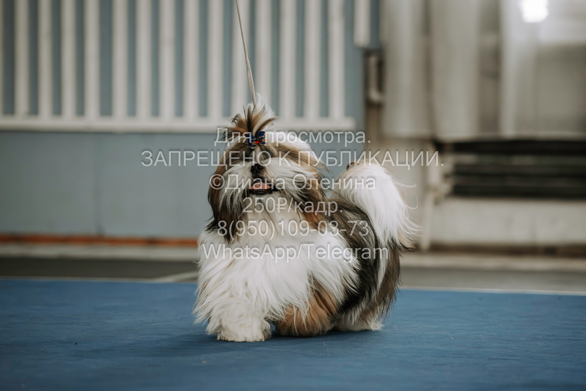 Выставка собак Красноярск 29.10.2023. Фотограф Диана Оленина Красноярск / Братск