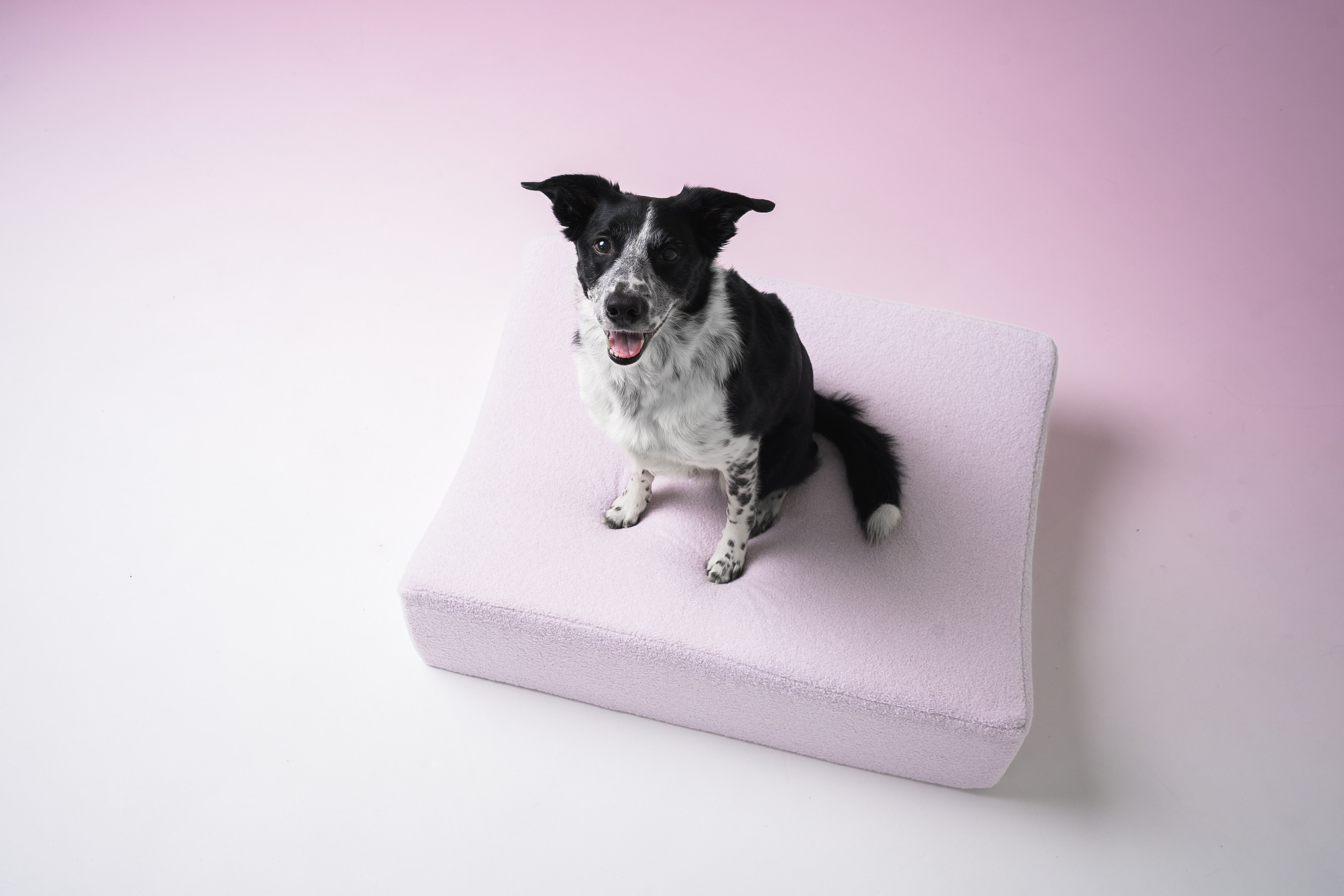 Chilldog. Семейный фотограф анималист Ананьева Мария — Москва