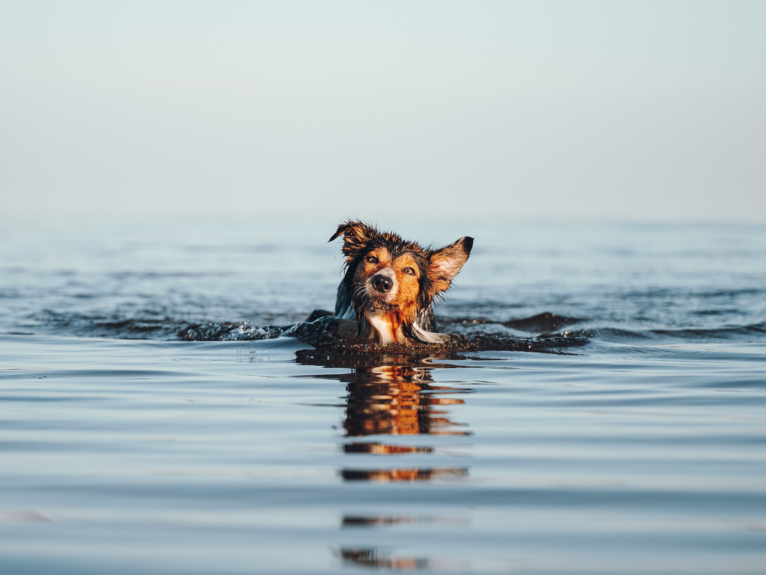 Саша, Флик и Эсприт. Семейный фотограф анималист Ананьева Мария — Москва