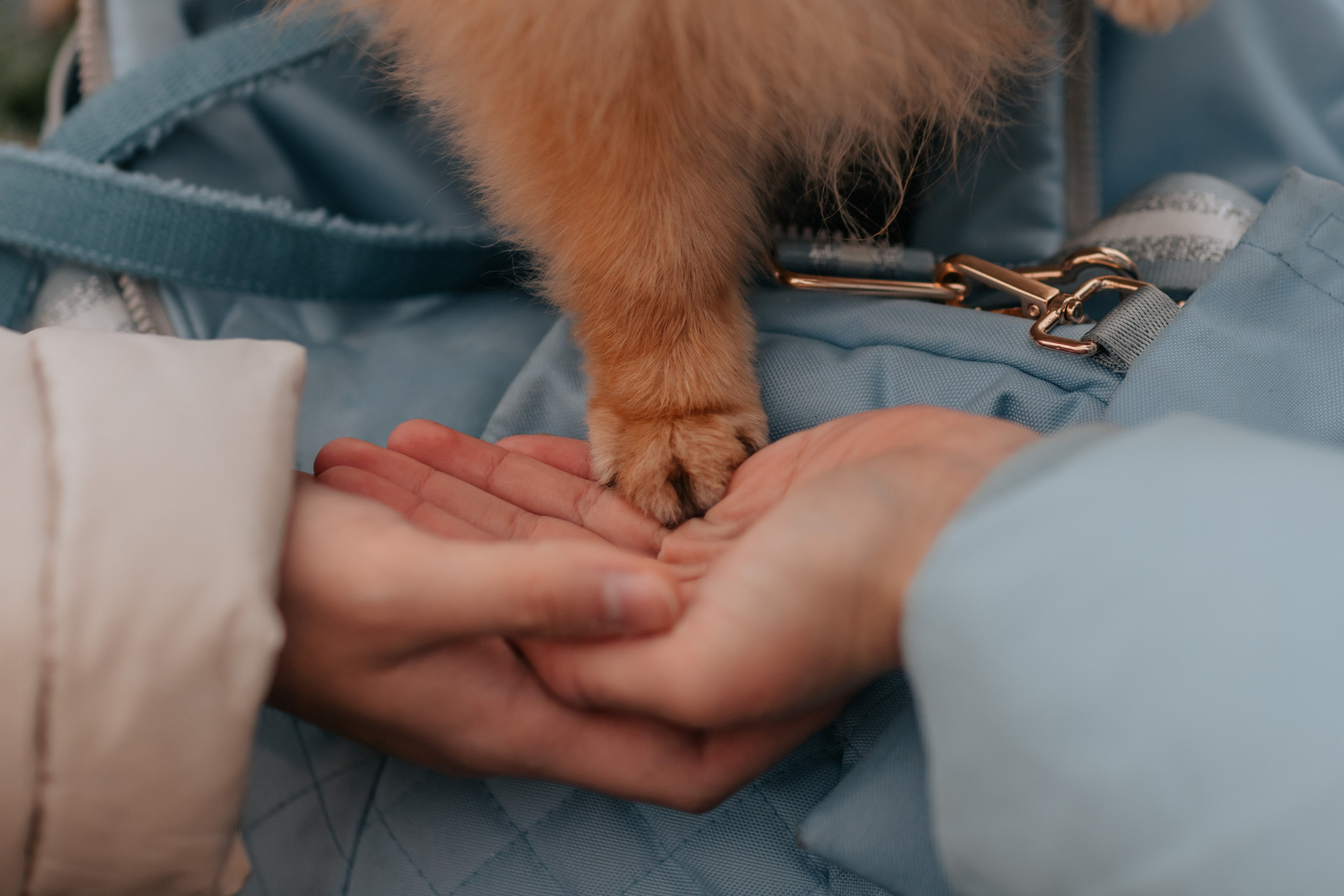 Тоффи и семья на новогодней ярмарке. Семейный фотограф анималист Мария Крючкова