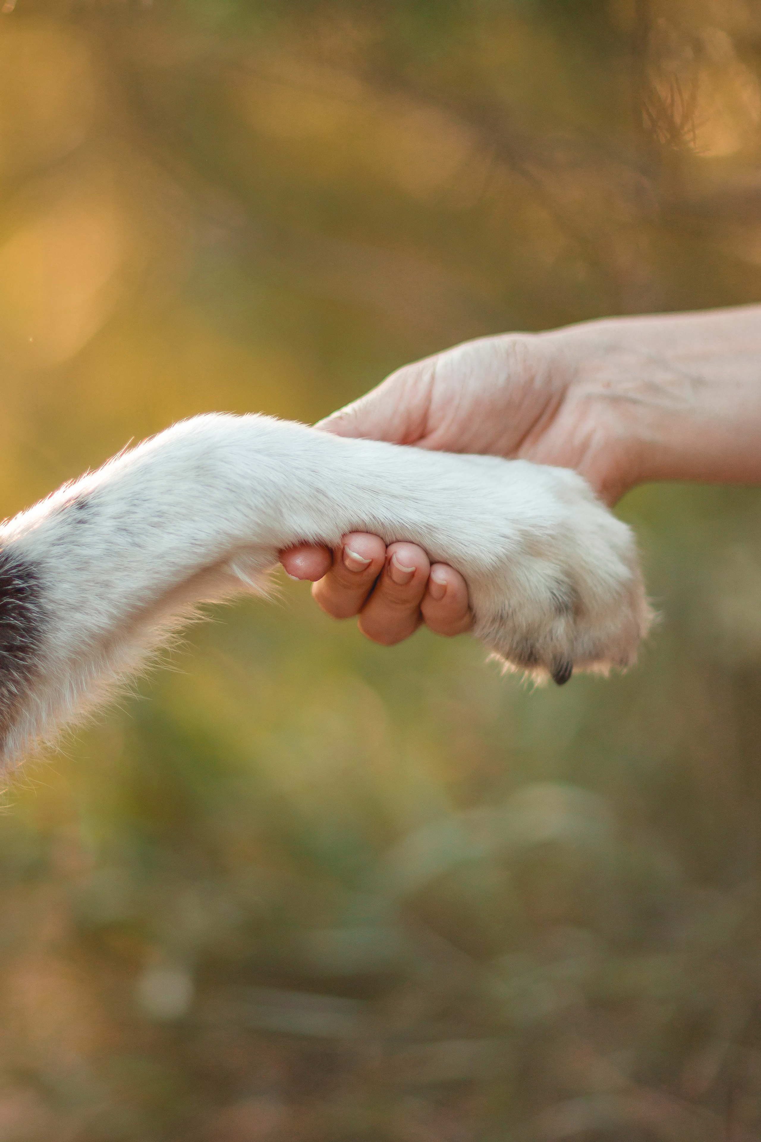 Космос и его люди. Семейный фотограф анималист Мария Крючкова