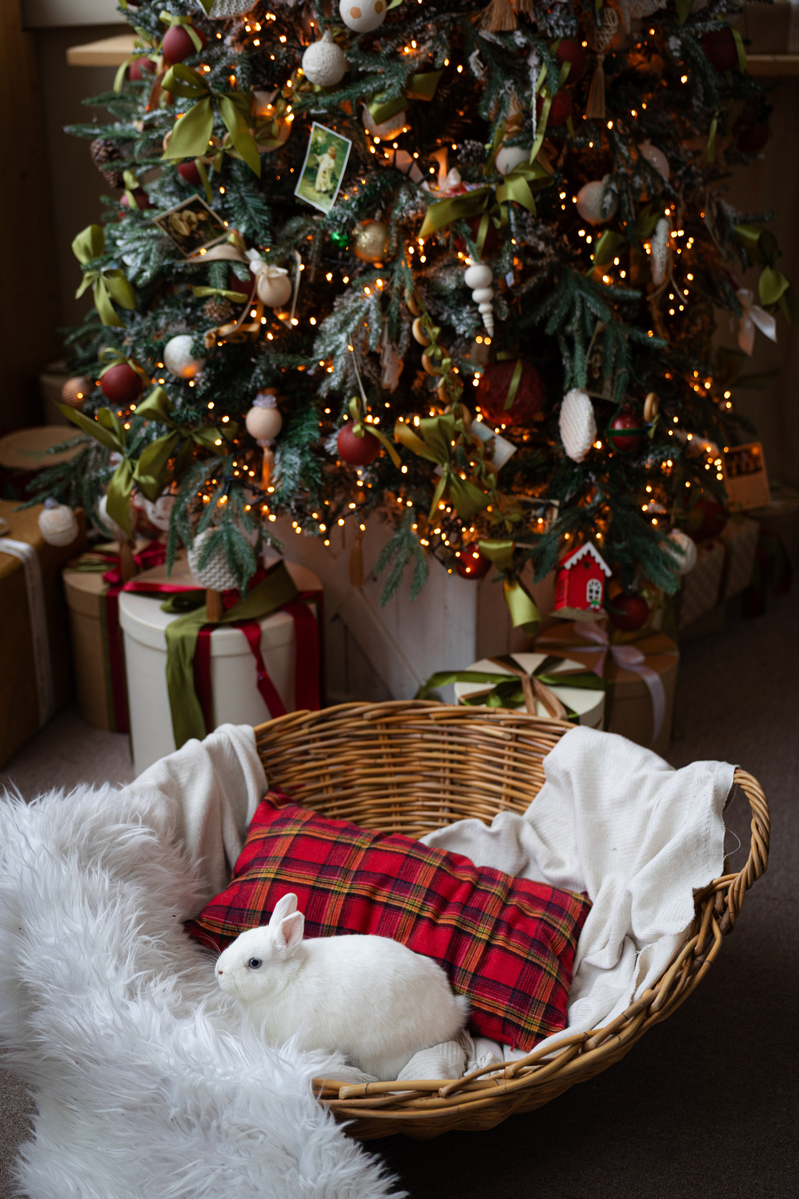 Юлия, Игорь и Кики. Ваш фотограф — Александра Андрущенко