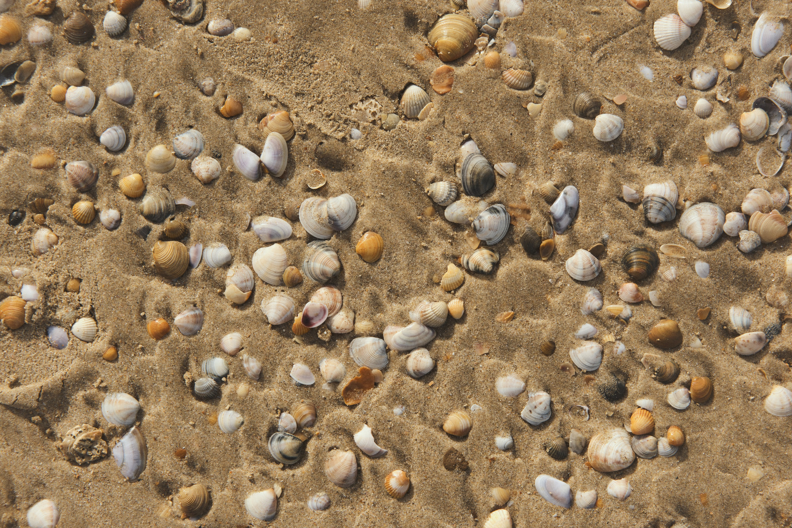 Лена. Фотограф в Анапе и Краснодаре Тина