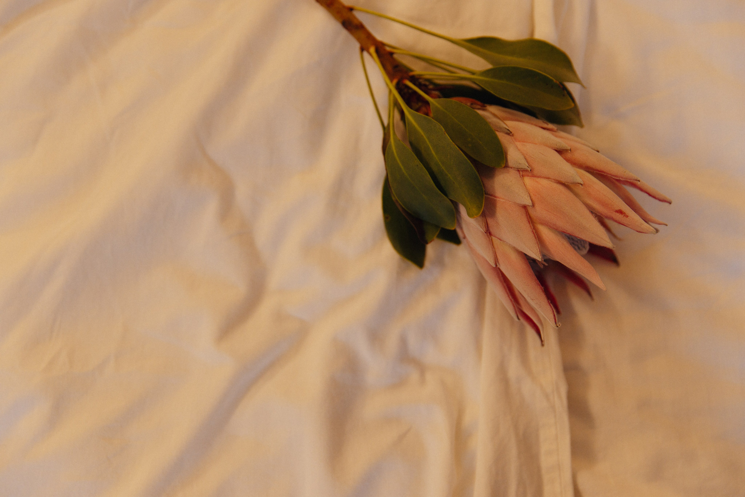 Анонс. Свадебный фотограф Кузнецова Ольга Санкт-Петербург, Вологда, Череповец