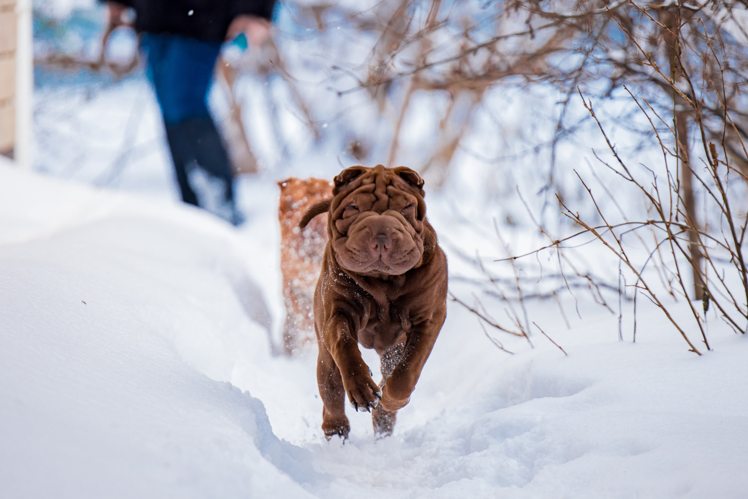 В гостях у шарпеев 16.01.2024. Фотограф-анималист Юлия Германика