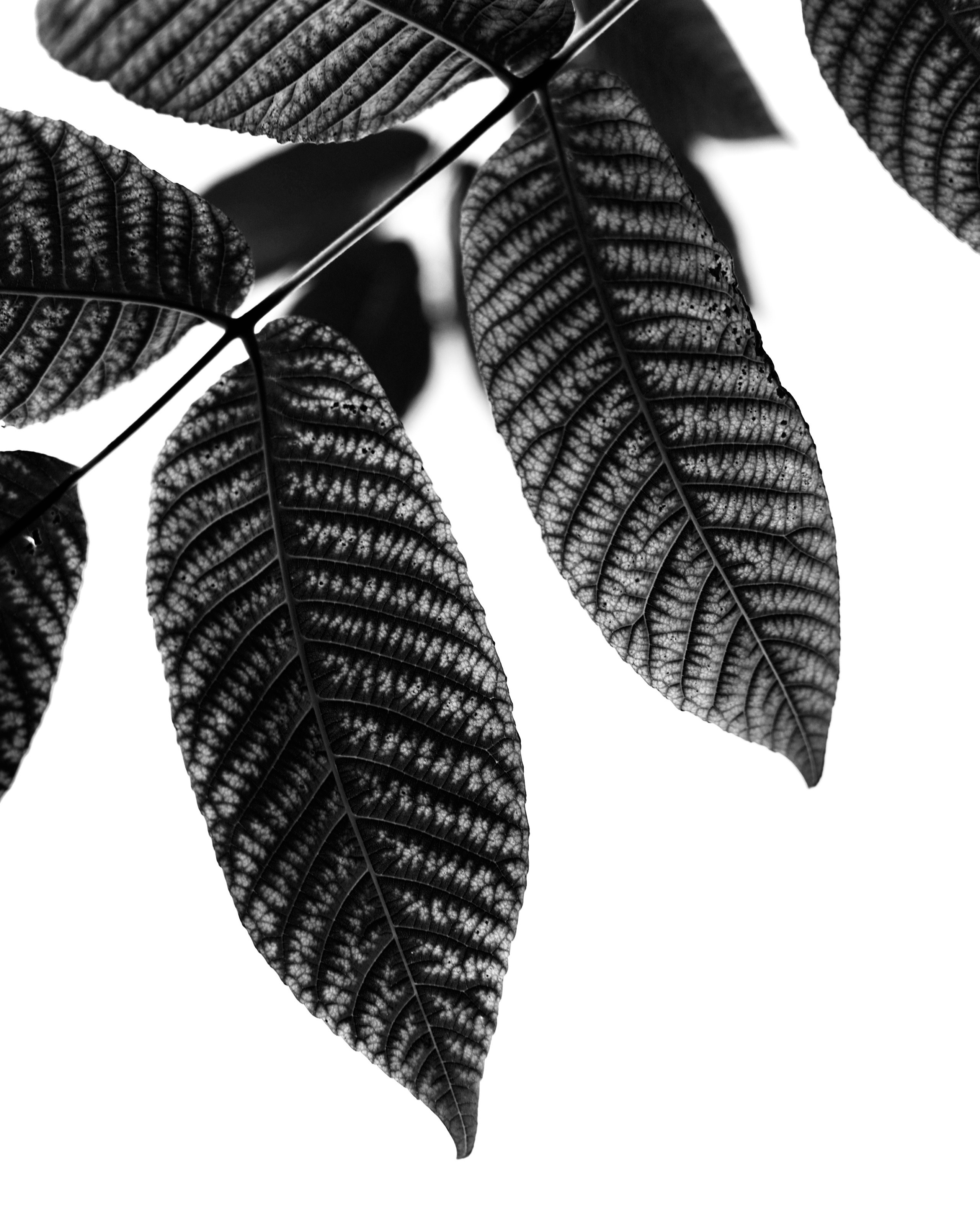 Природа. Фотограф Маргана Лоция