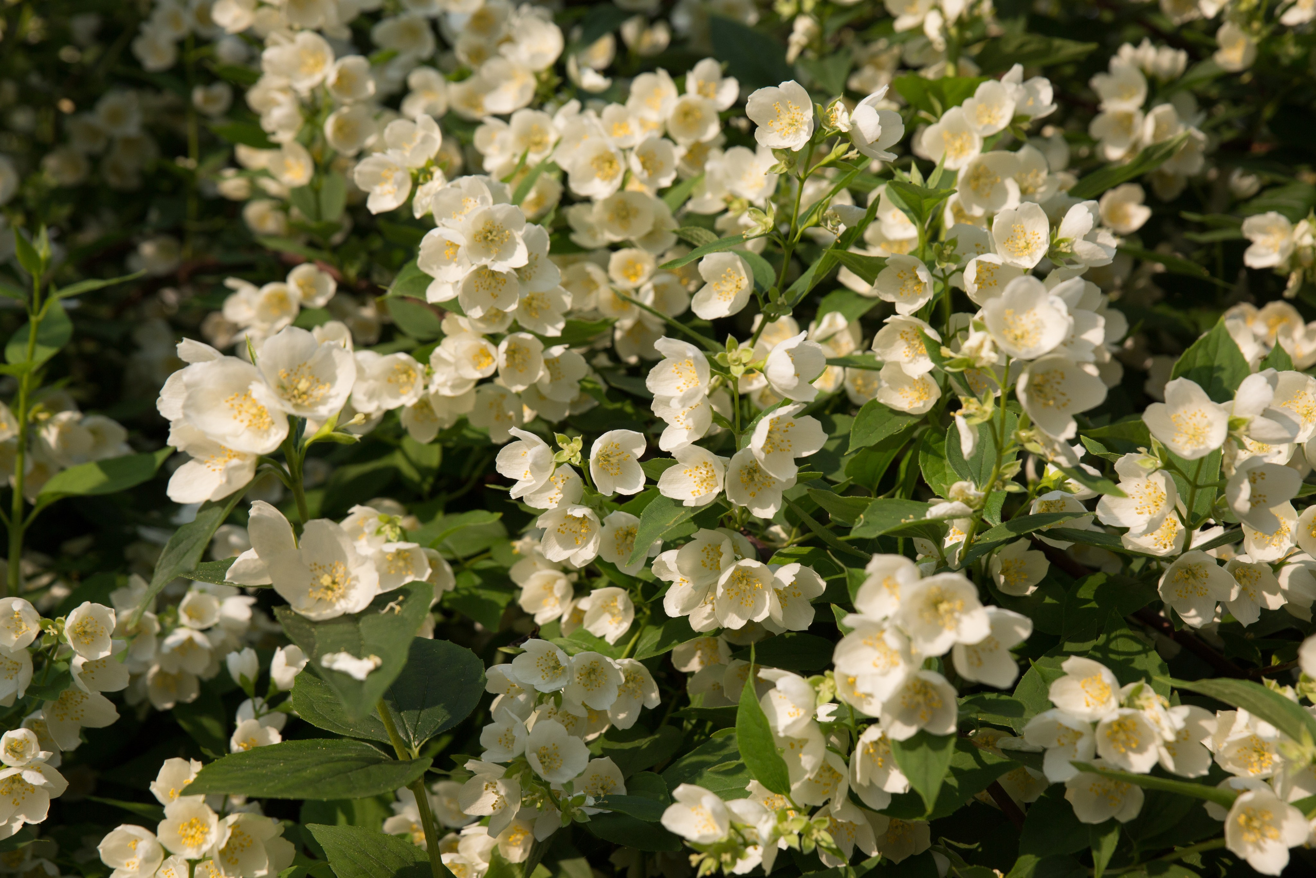 Г. Ярославль. Студия Максима Белослюдцева