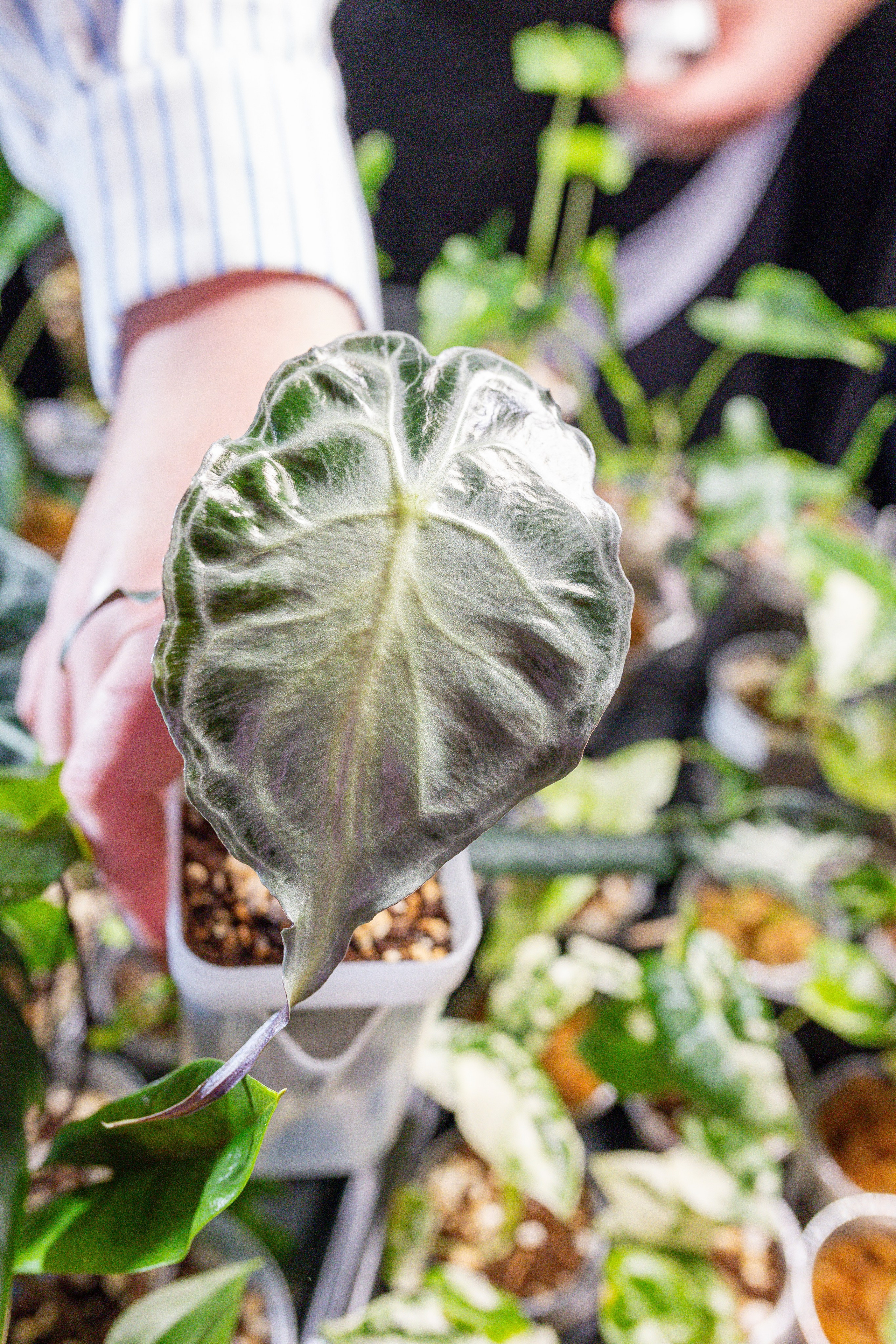 Growbox декабрь 2025. Александра Куликова фотограф, Москва