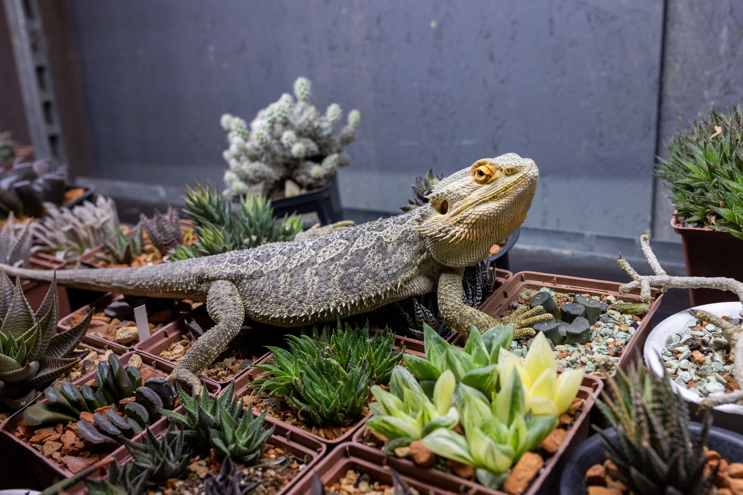 Meza market 2024. Александра Куликова фотограф, Москва