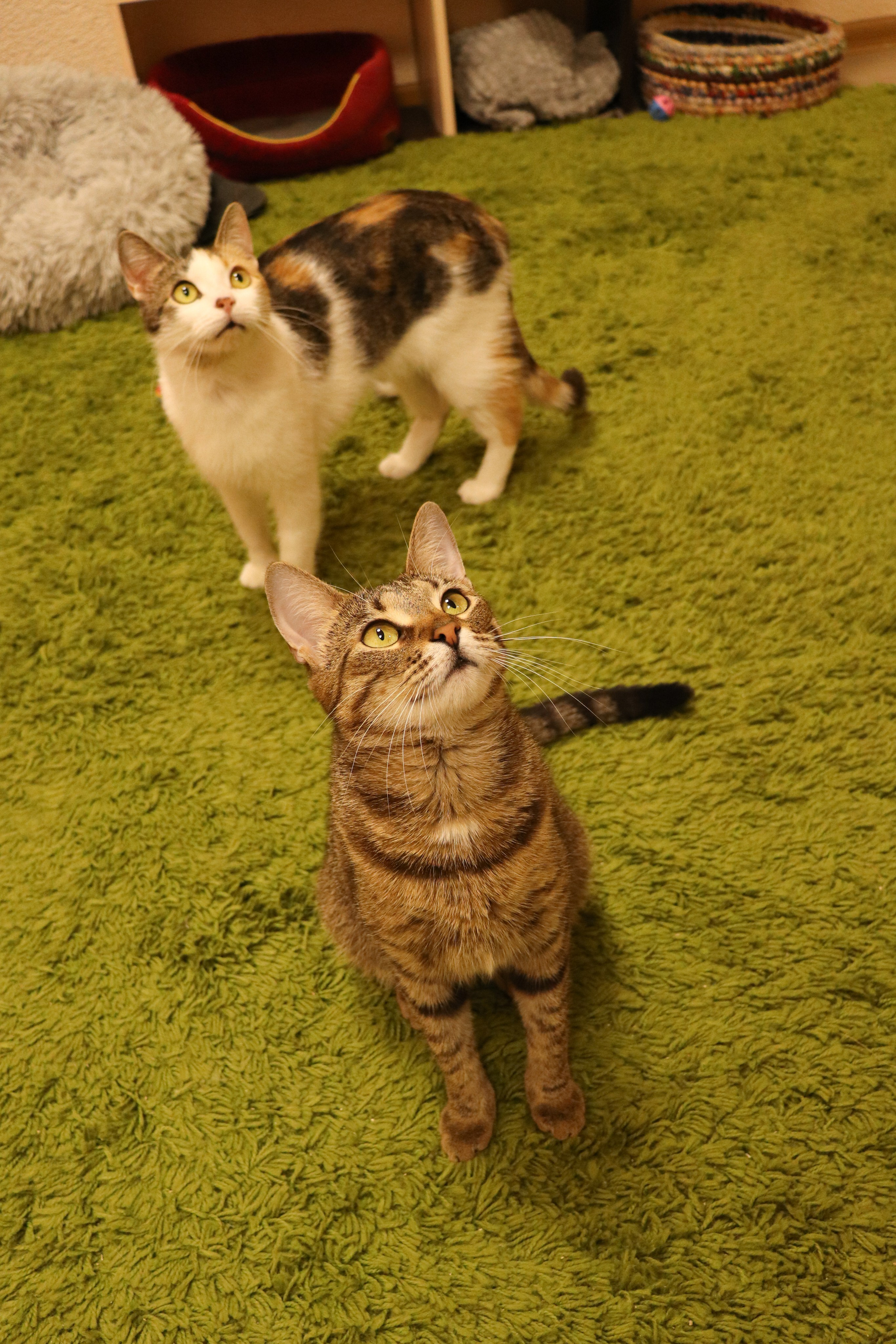 Петербургский дом кота (27 июня 2024). Ивентный фотограф в Санкт-Петербурге Олег Комков