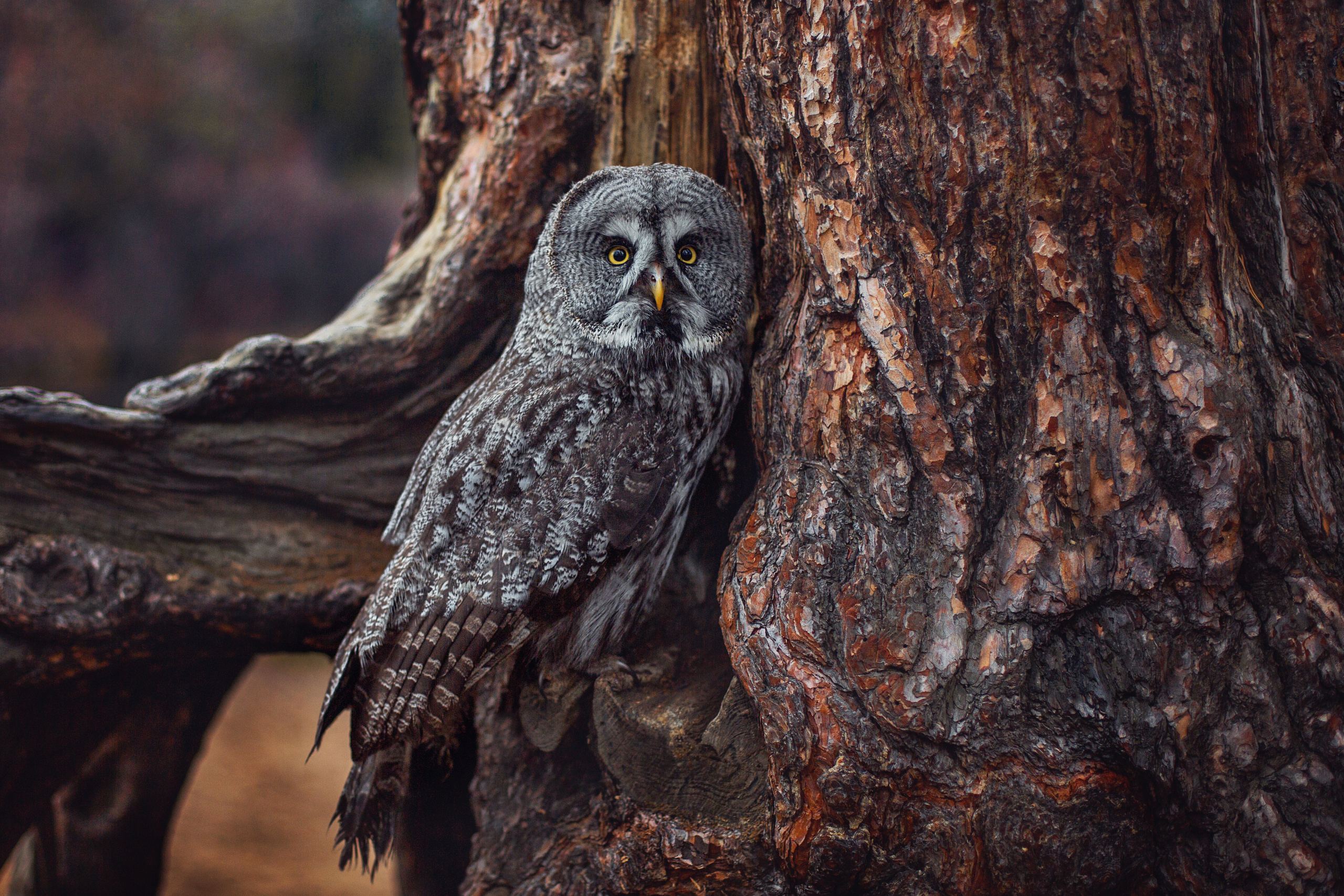 Мальвина. Фотограф \ Видеограф на Крещение, Венчание Москва| Семейные съемки