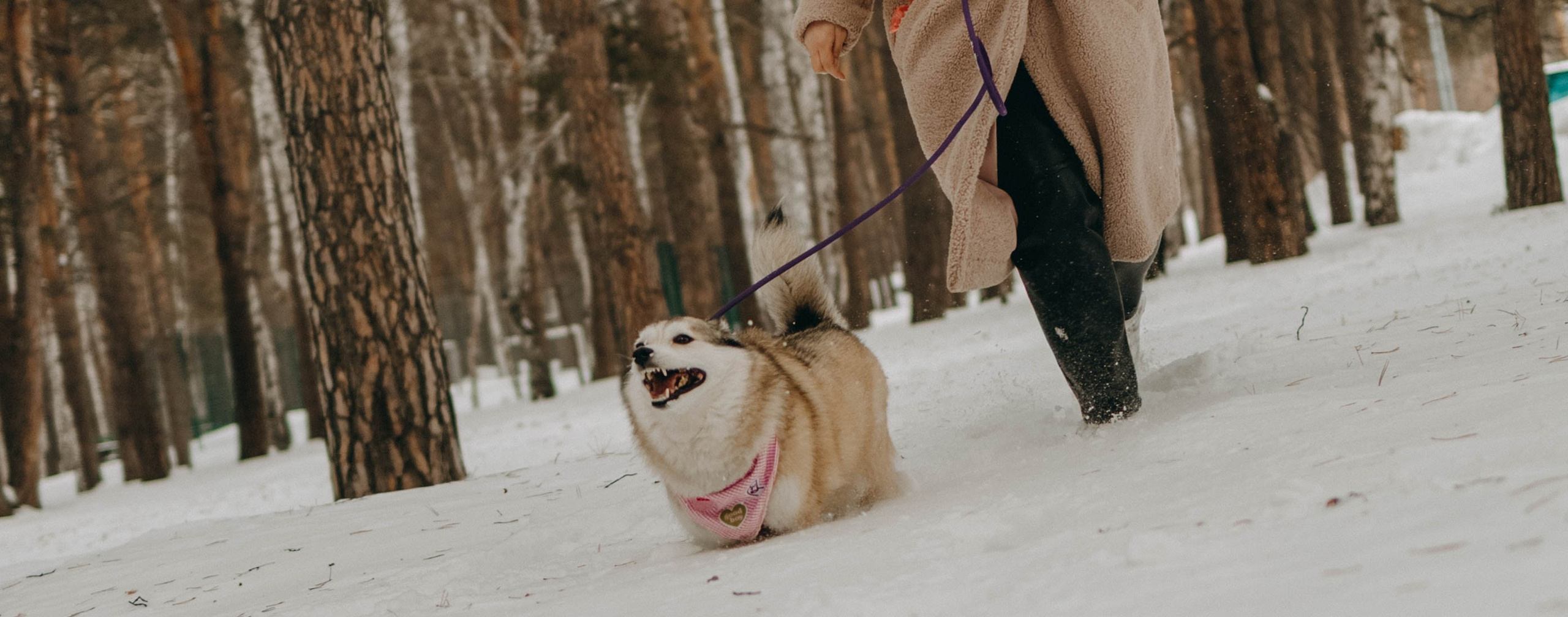 Варвара и Шелби. Фотограф-анималист в Екатеринбурге | Кристина