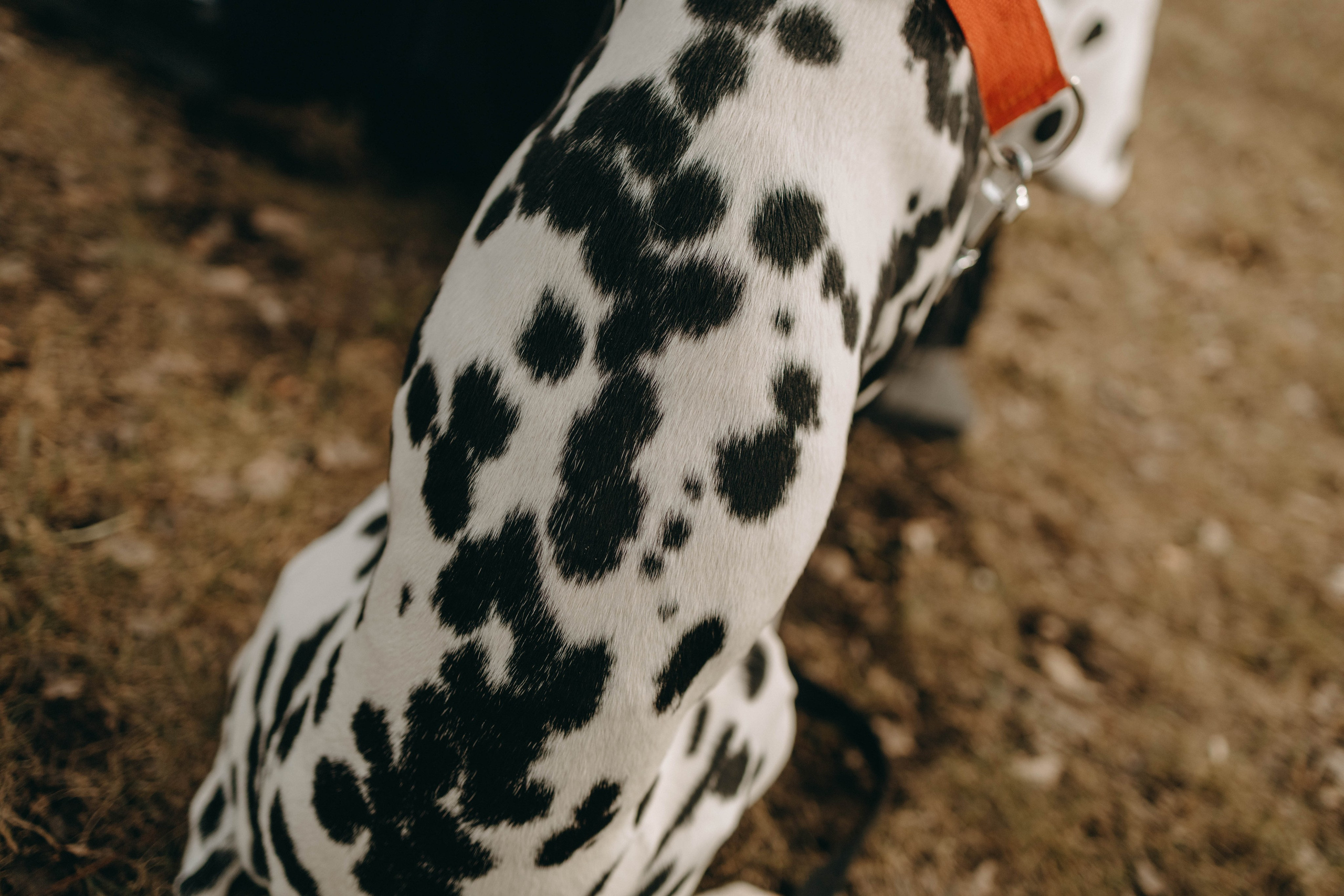 Диана и Лекса. Фотограф-анималист в Екатеринбурге | Кристина