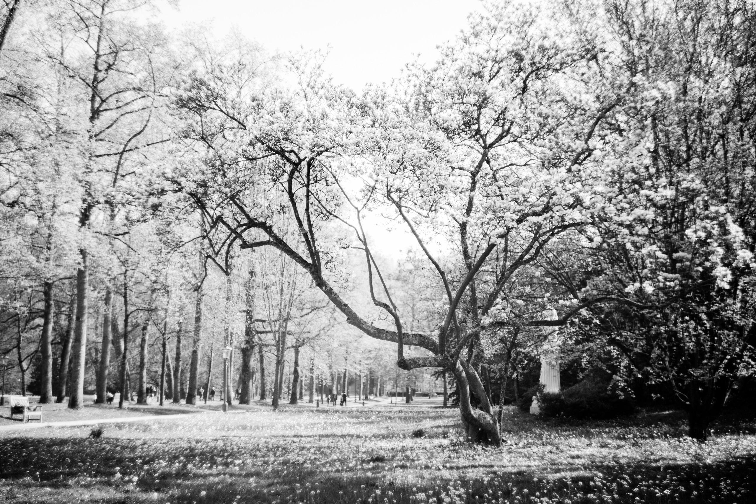 Baden-Baden’s spring. Wedding Event ART Photographer