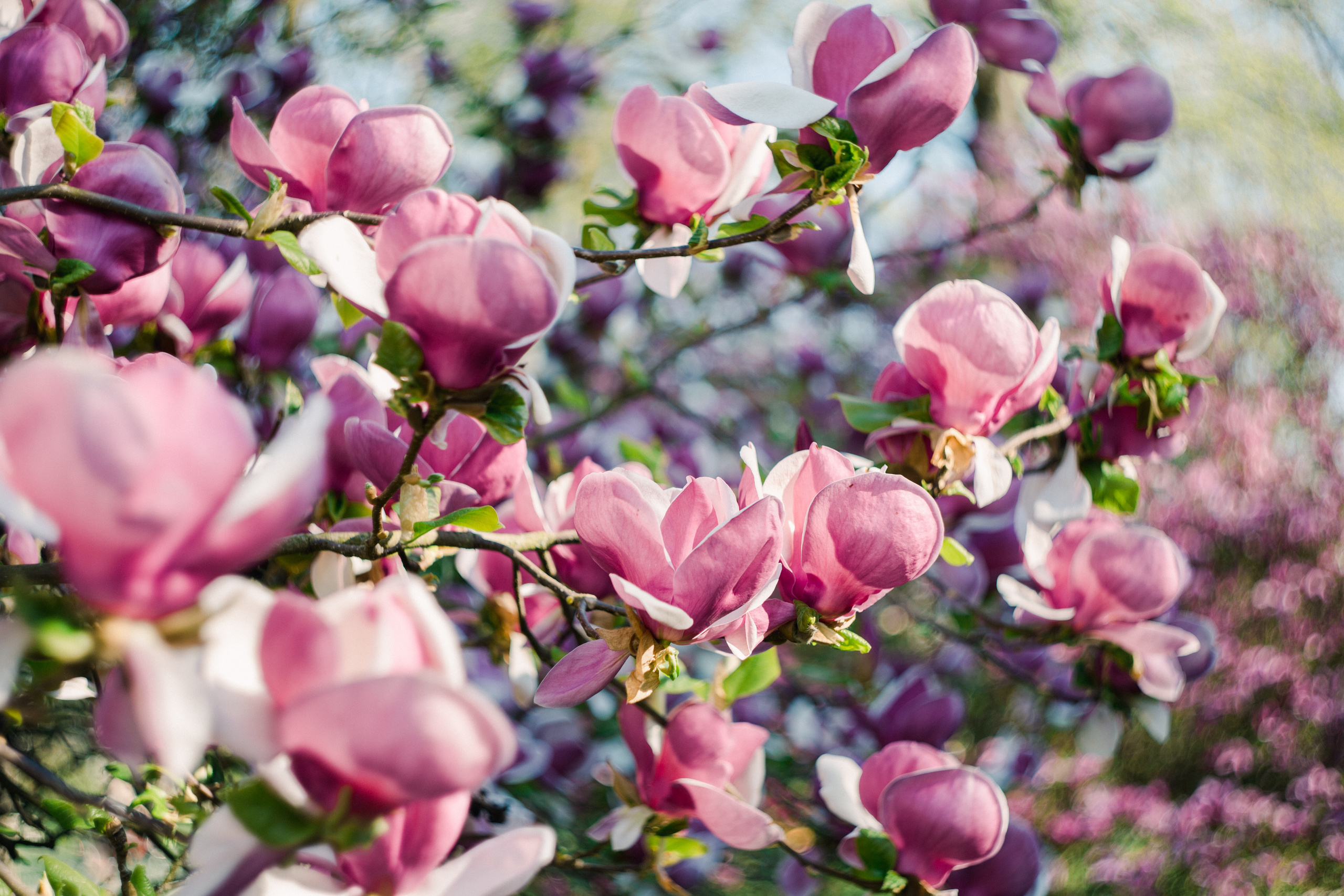 Baden-Baden’s spring. Wedding Event ART Photographer