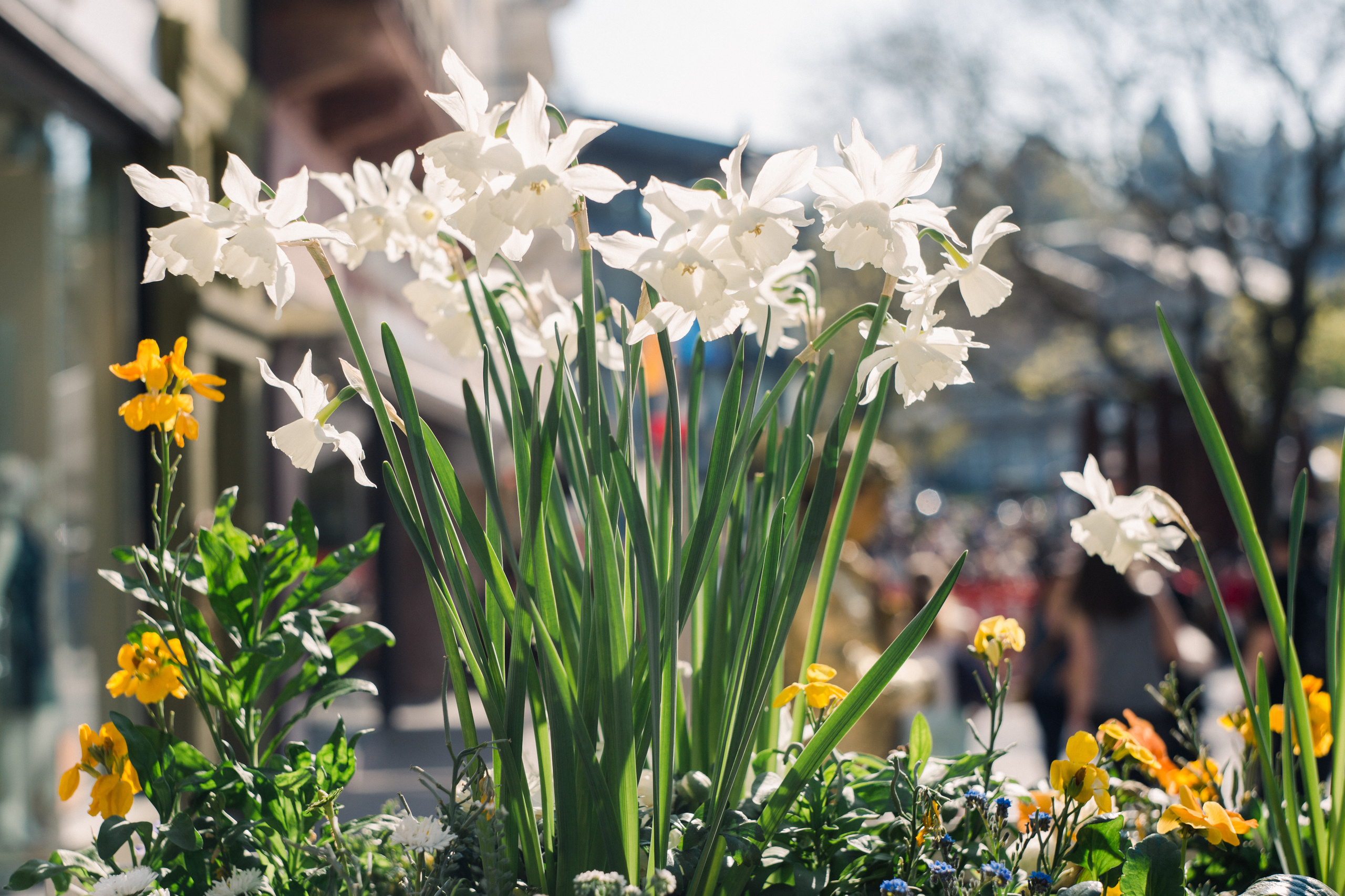 Baden-Baden’s spring. Wedding Event ART Photographer