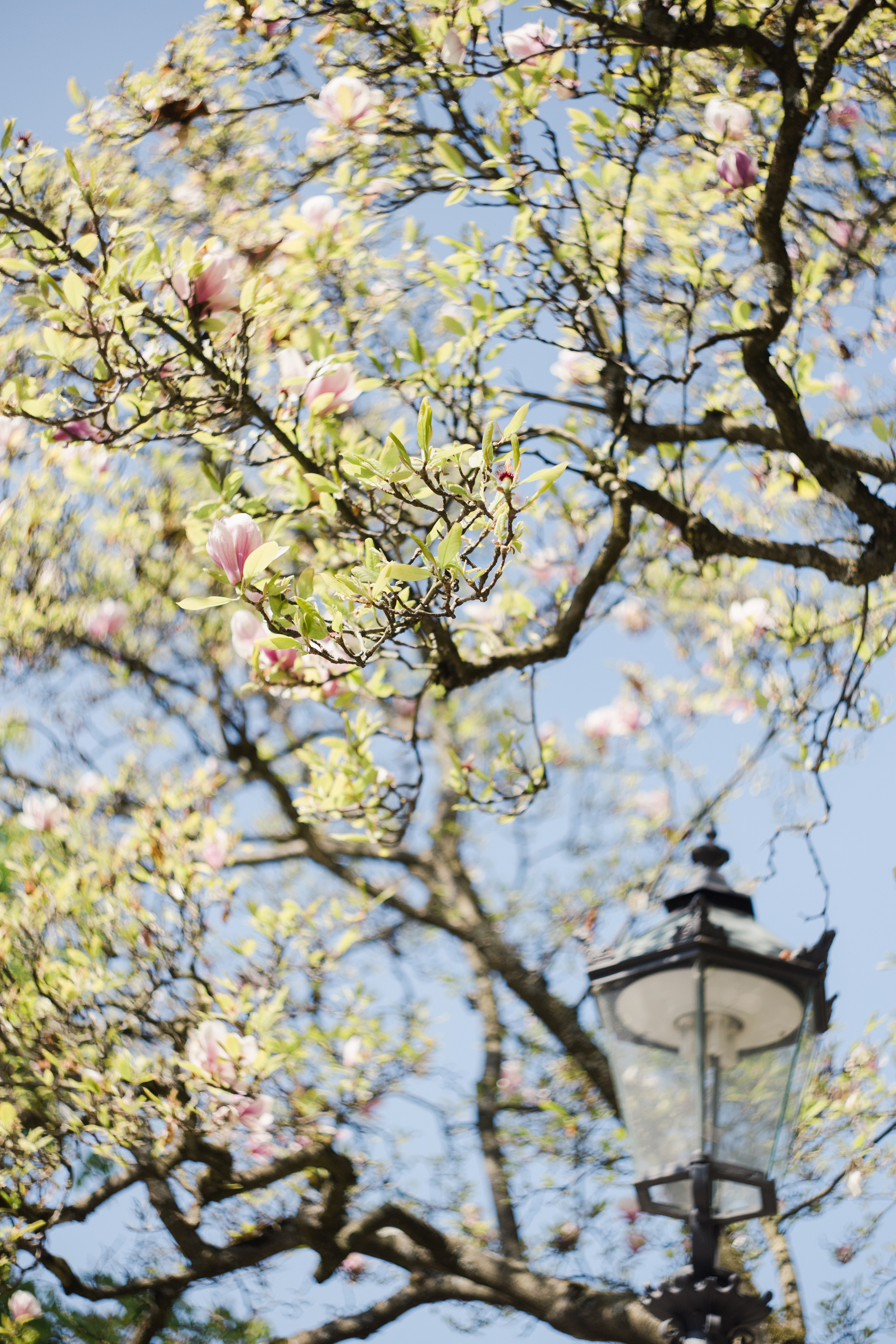Baden-Baden’s spring. Wedding Event ART Photographer