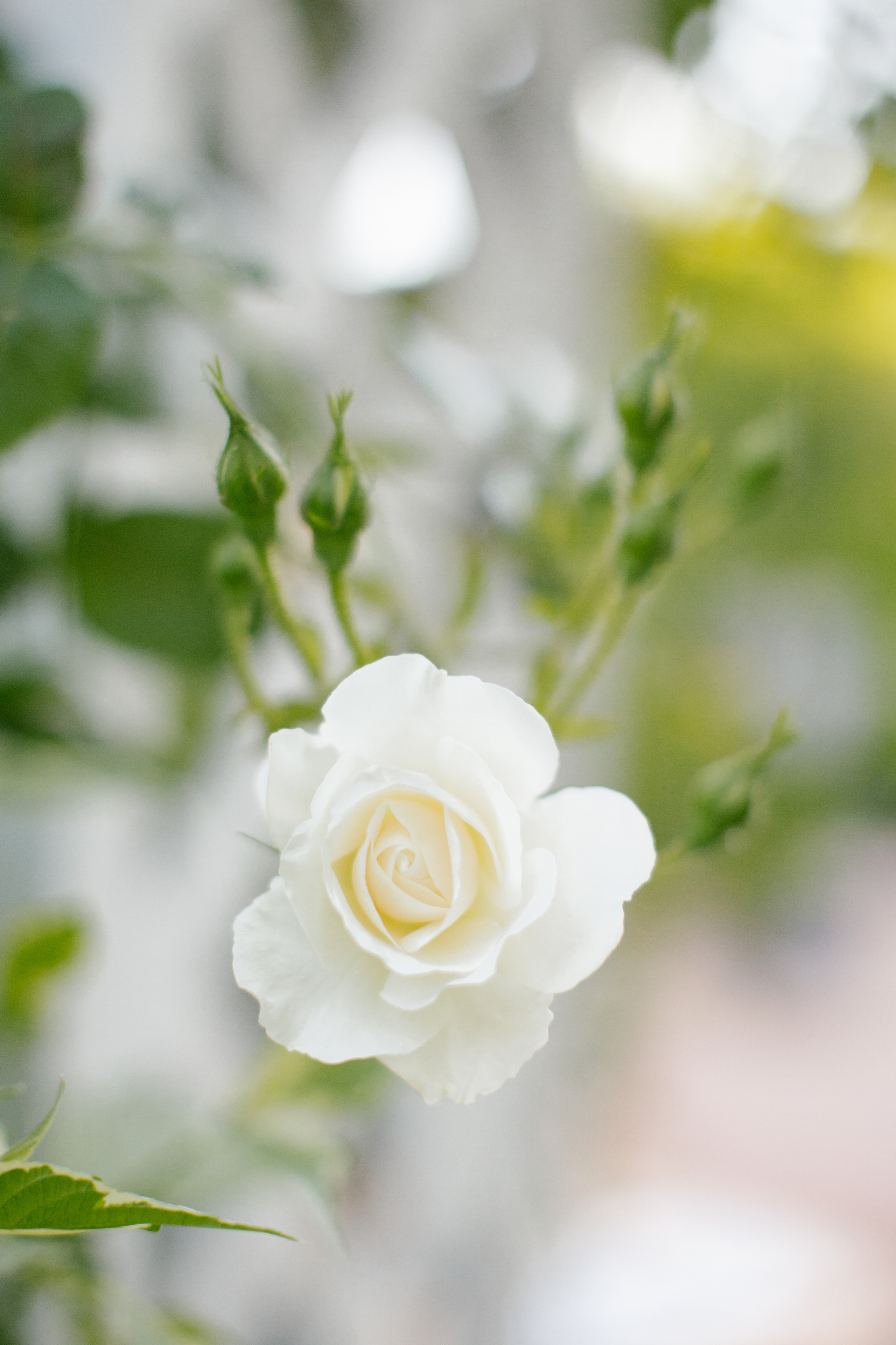 Wedding day Alena & Max. Wedding Event ART Photographer