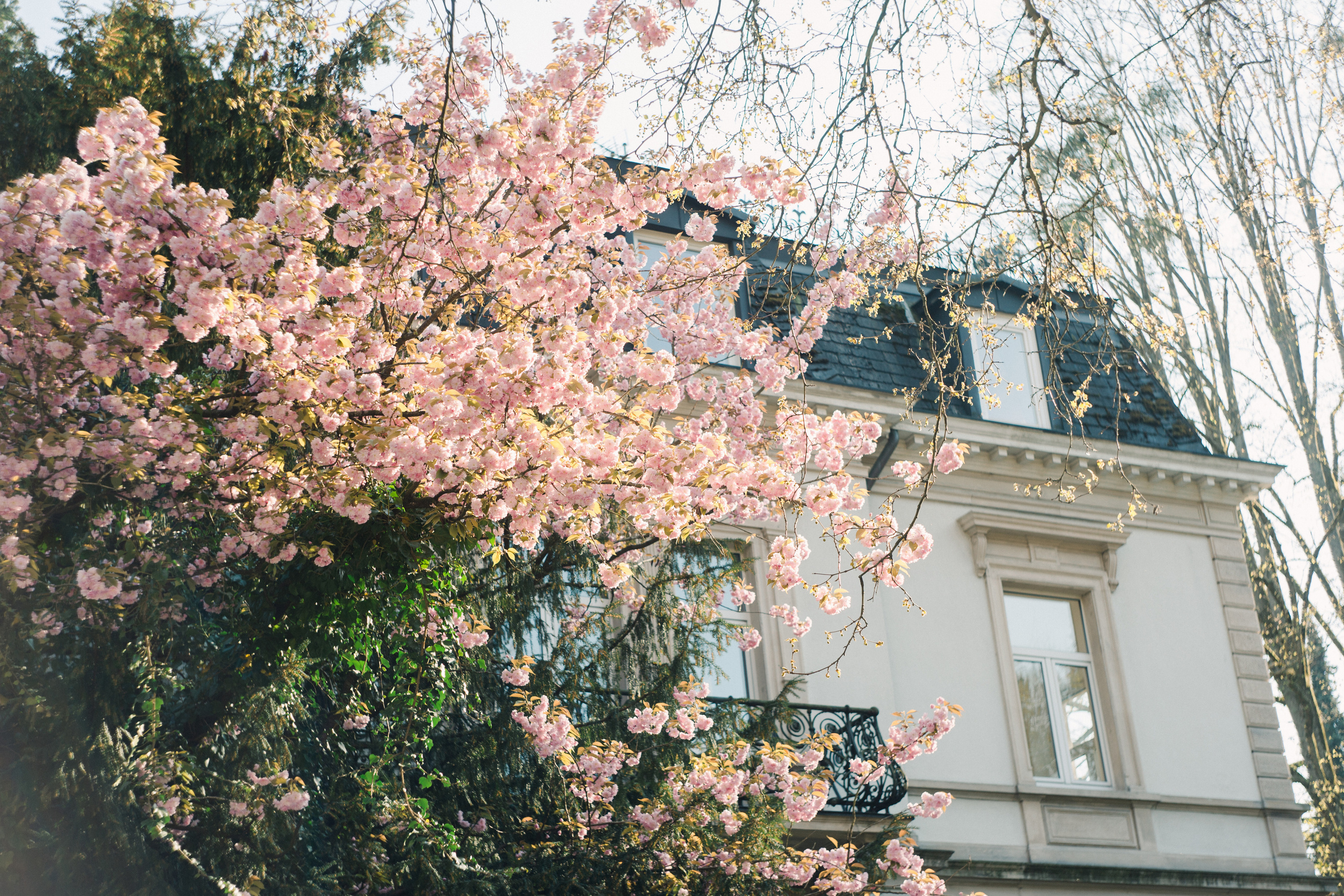 Baden-Baden’s spring. Wedding Event ART Photographer