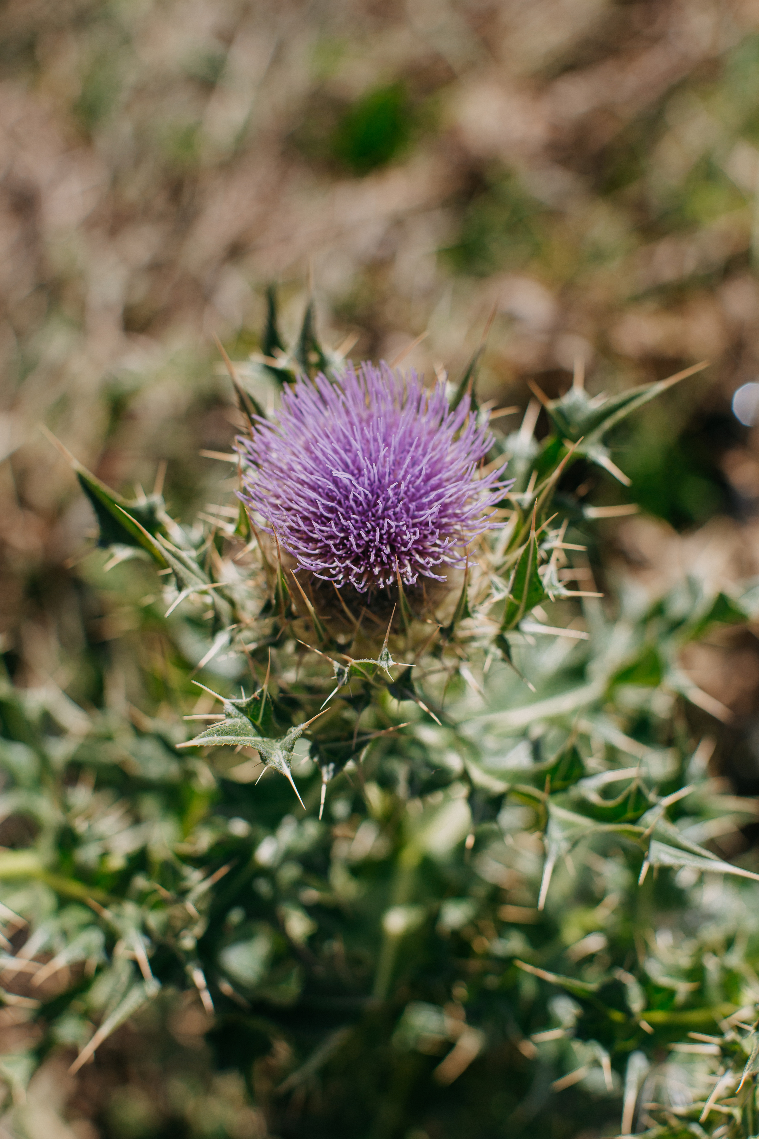 Road to Elbrus or mountain views. Wedding Event ART Photographer