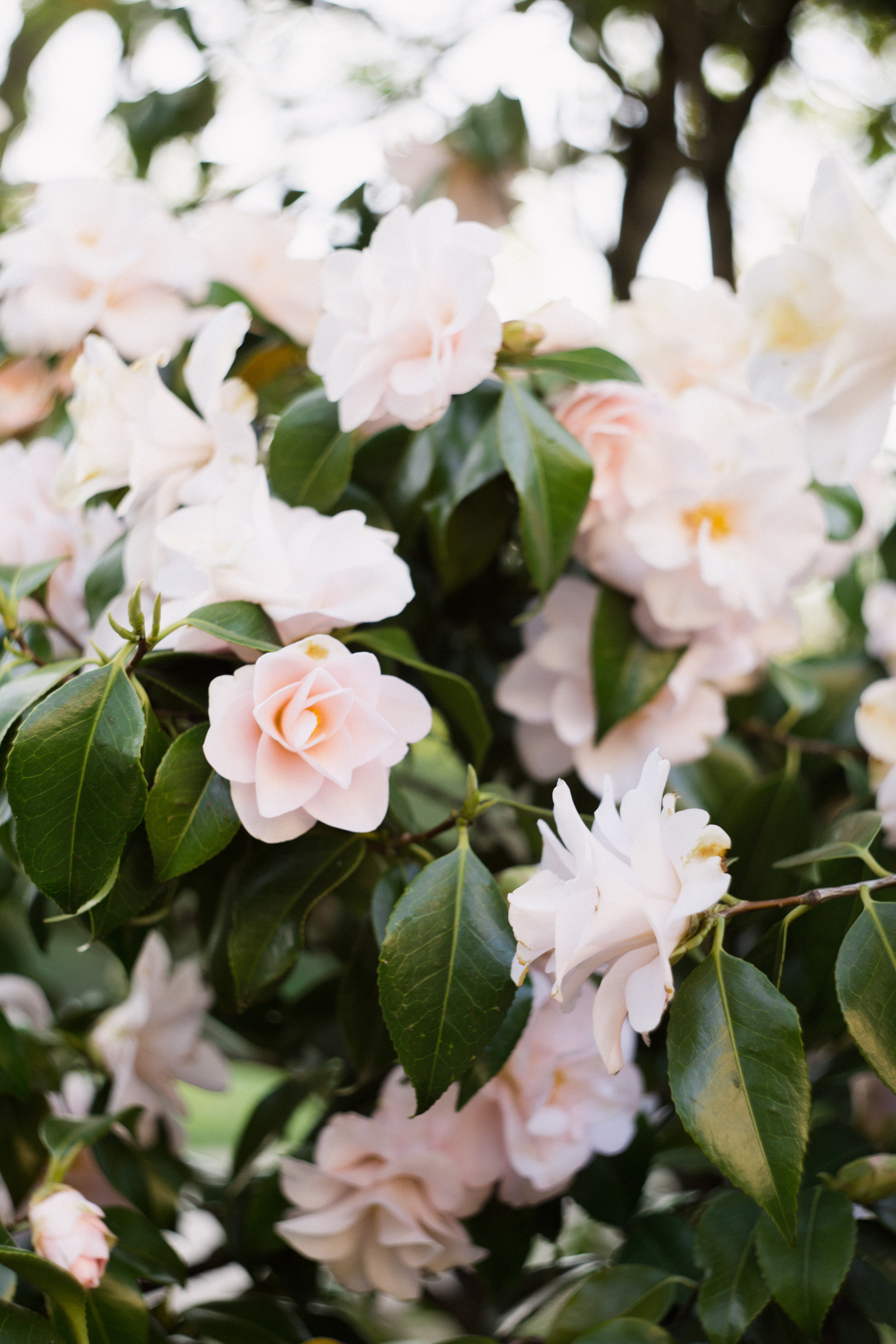 Baden-Baden’s spring. Wedding Event ART Photographer