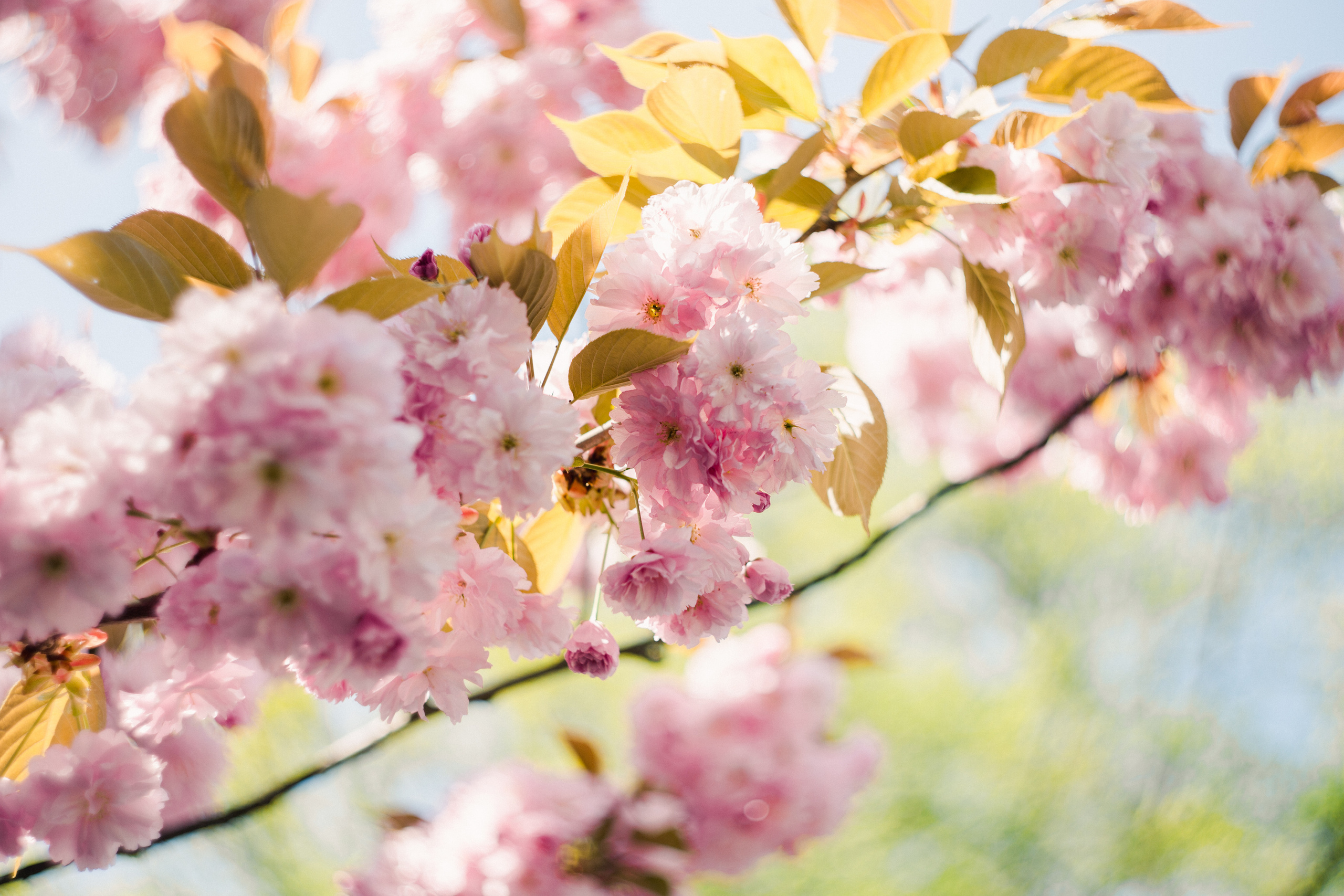 Baden-Baden’s spring. Wedding Event ART Photographer