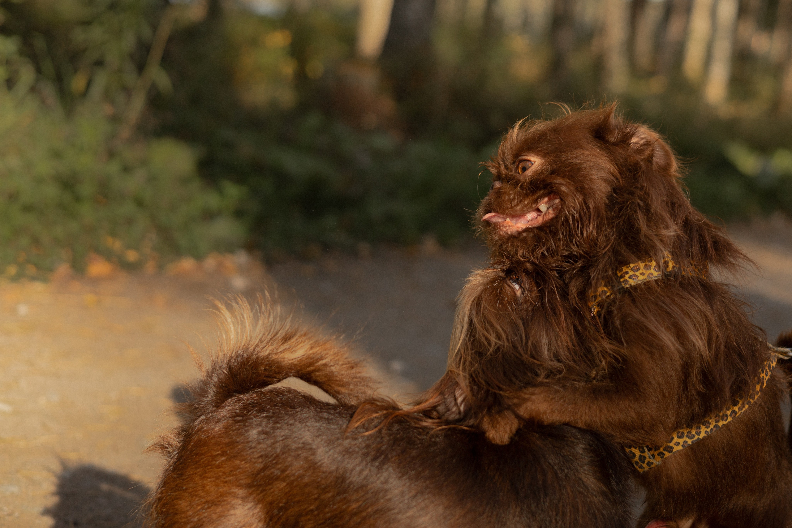Катерина & Лунка. Фотограф — анималист •love-story•|Санкт-Петербург