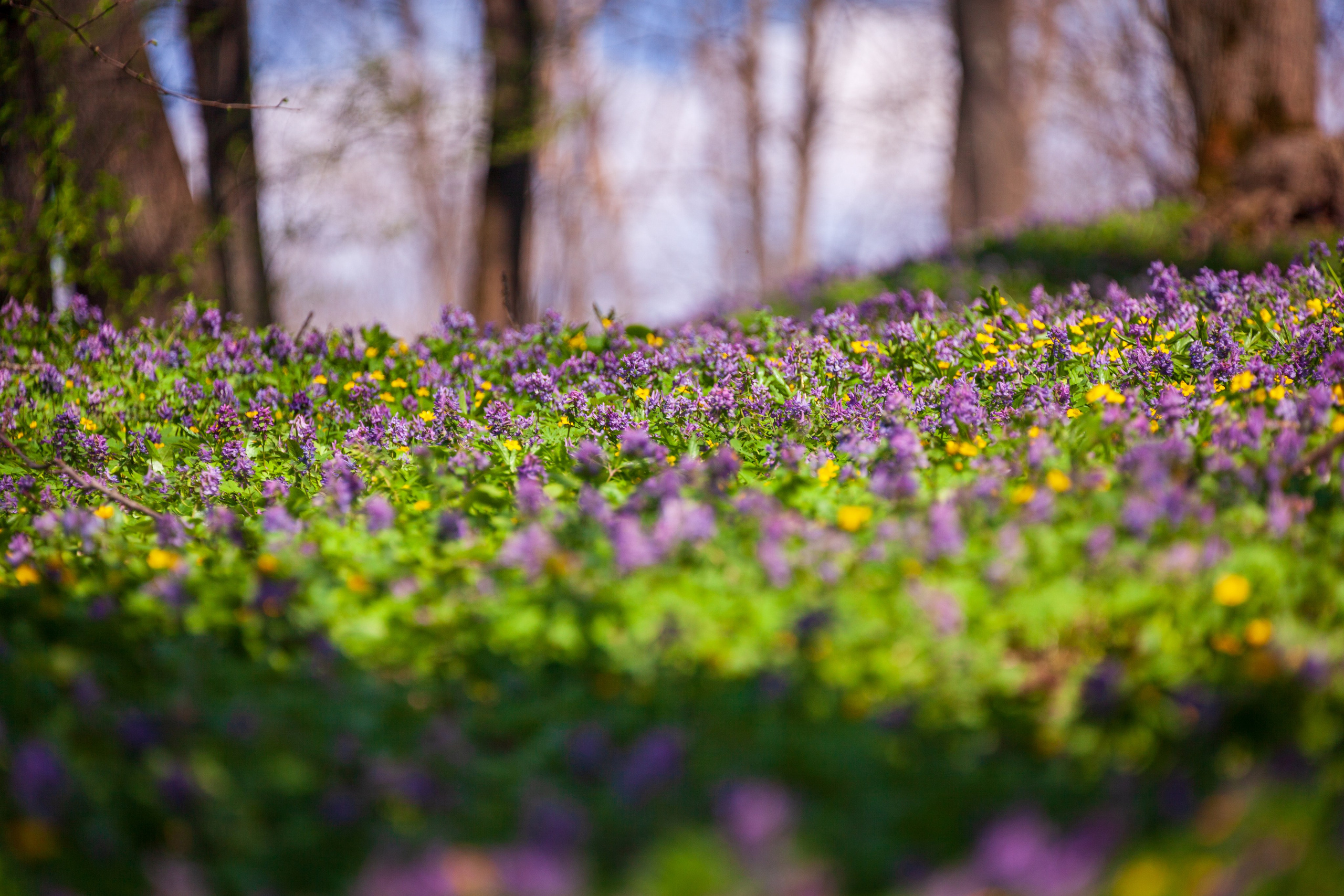 Весеннее настроение. Фотохудожник Артём Парамонов