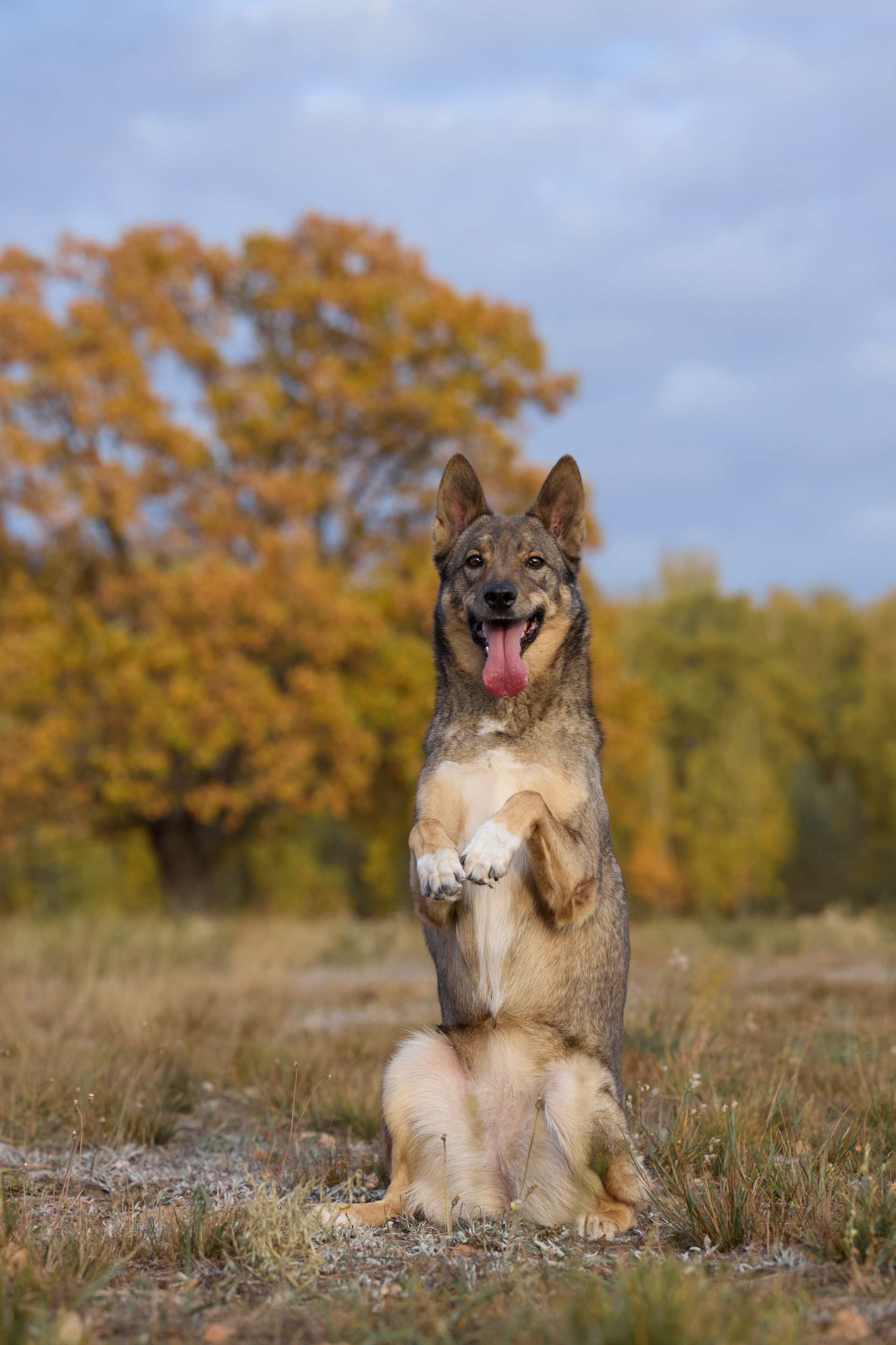 Семейная история. Фотограф анималист в Казани Алина Сулейманова. Фотограф животных