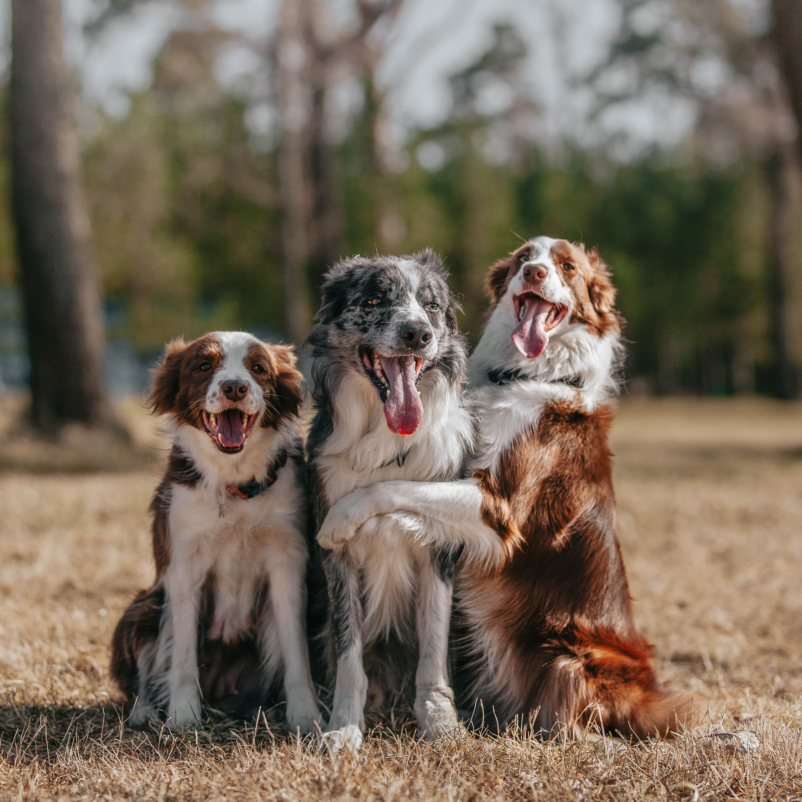 Бордюха, Лора, Берта, Мета. Главная