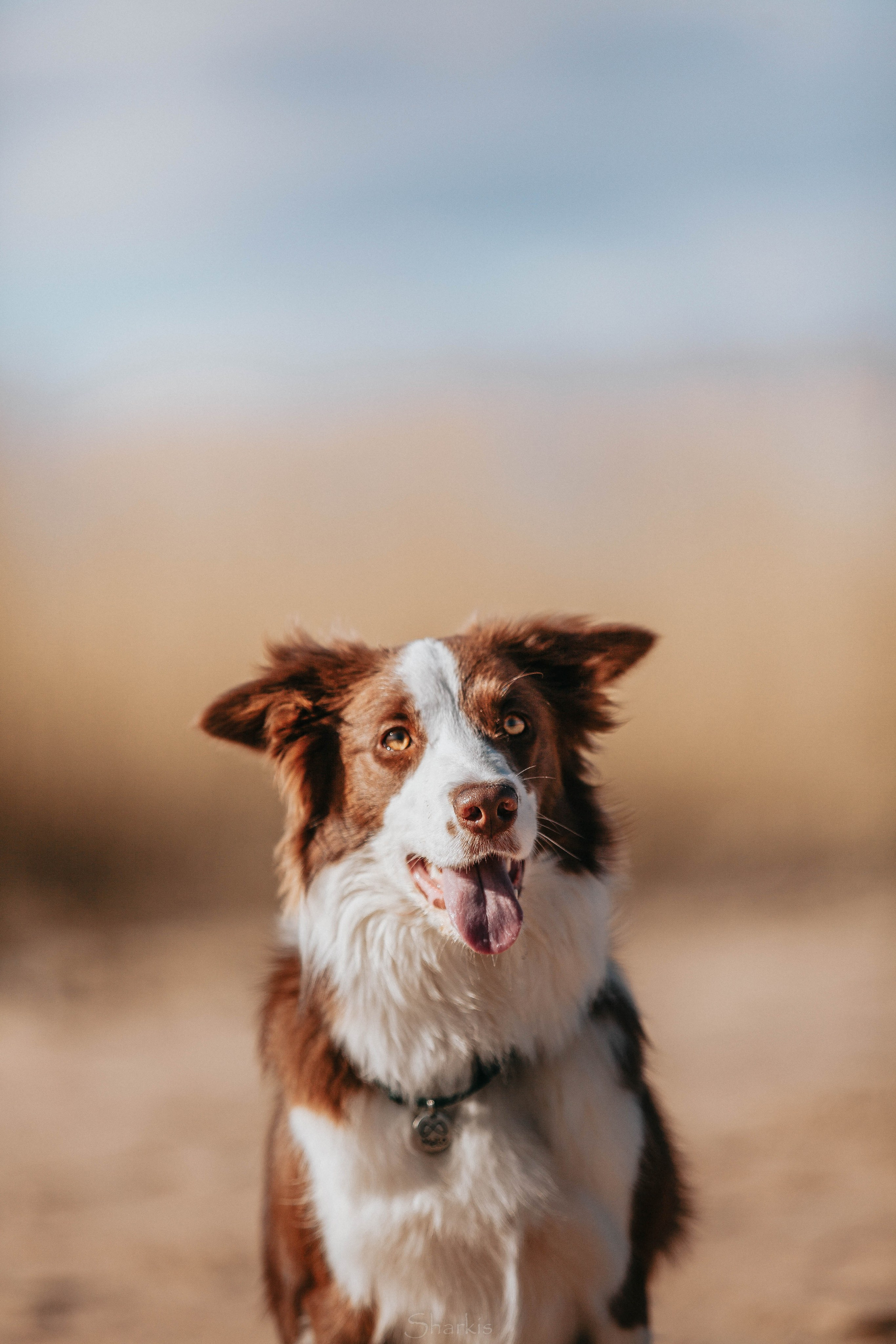 Бордюха, Лора, Берта, Мета. Главная