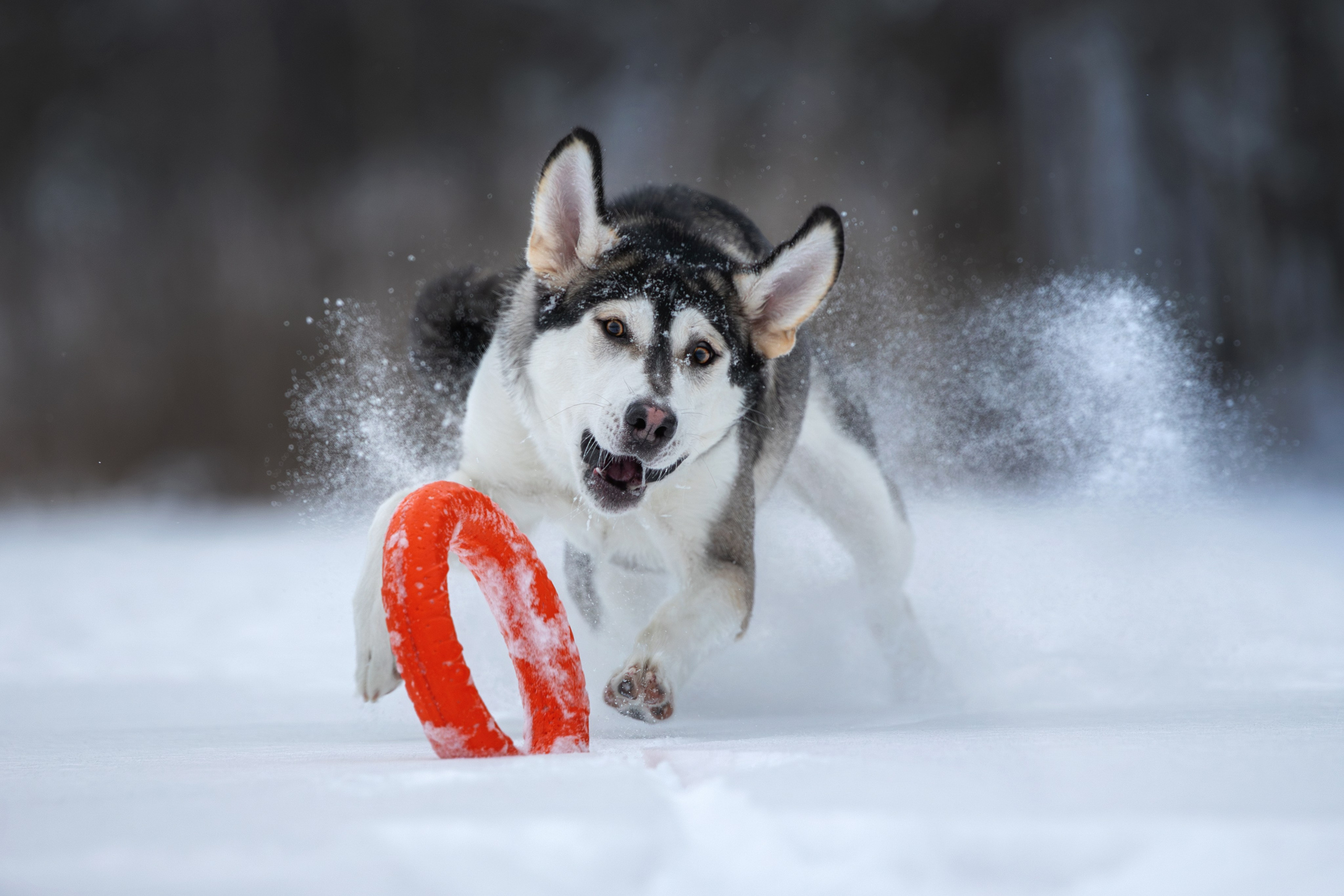 Собаки. Фотограф-анималист Юлия Зубкова