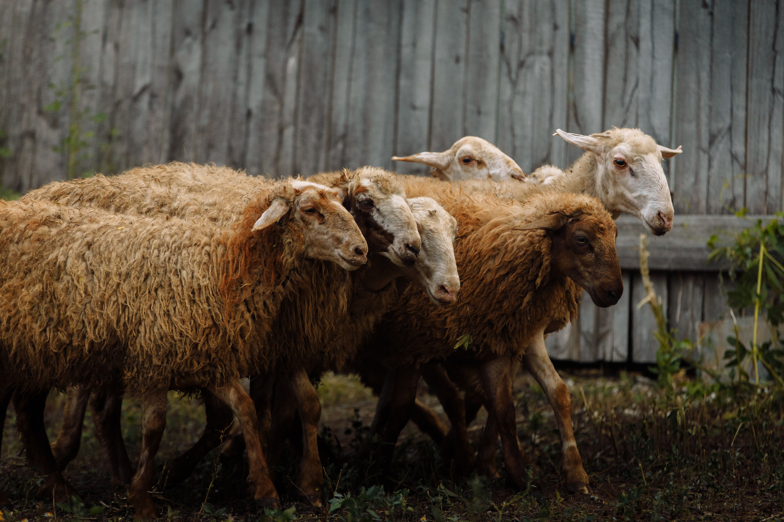 Овечий день. О нас