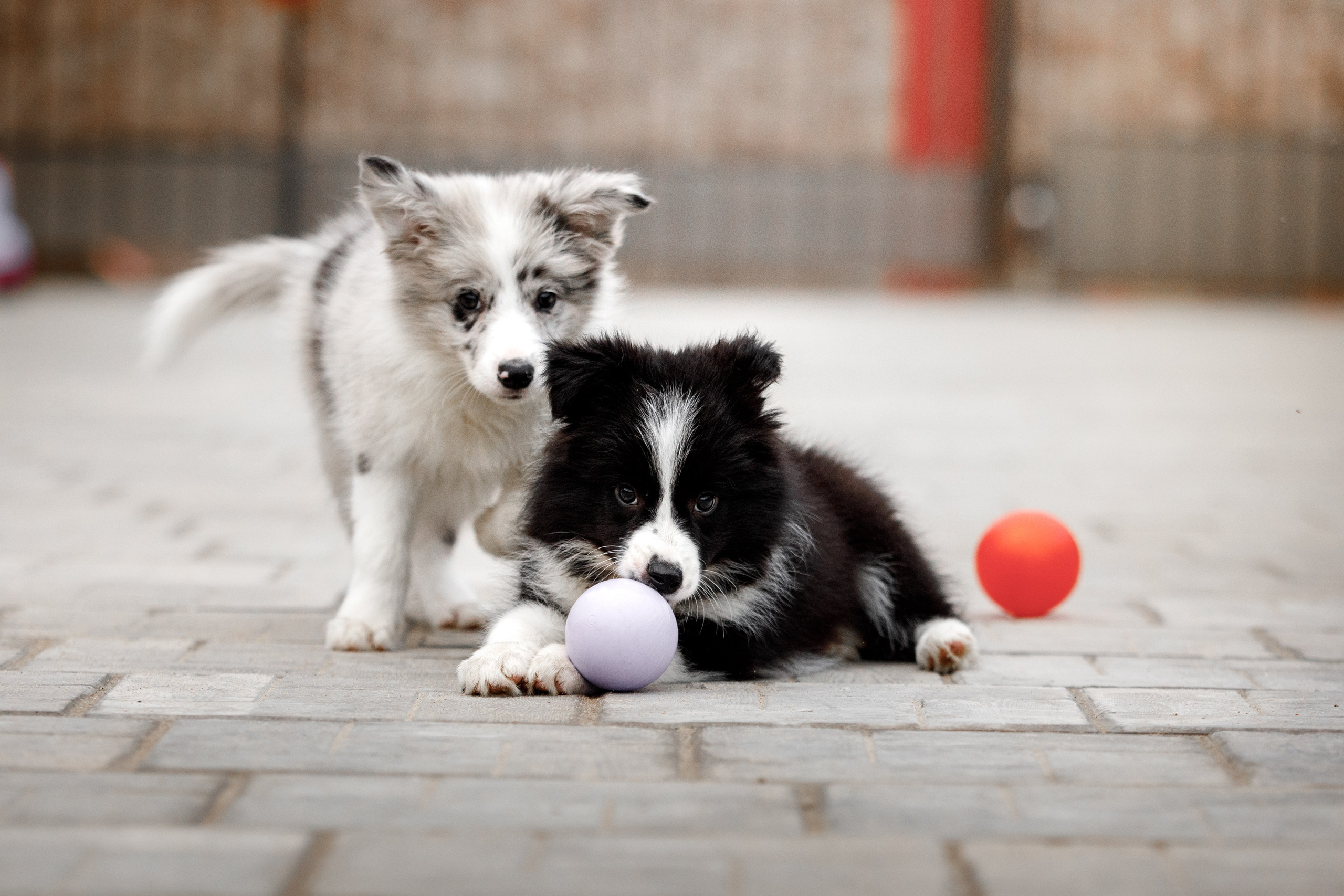 Болтовня в саду. О нас