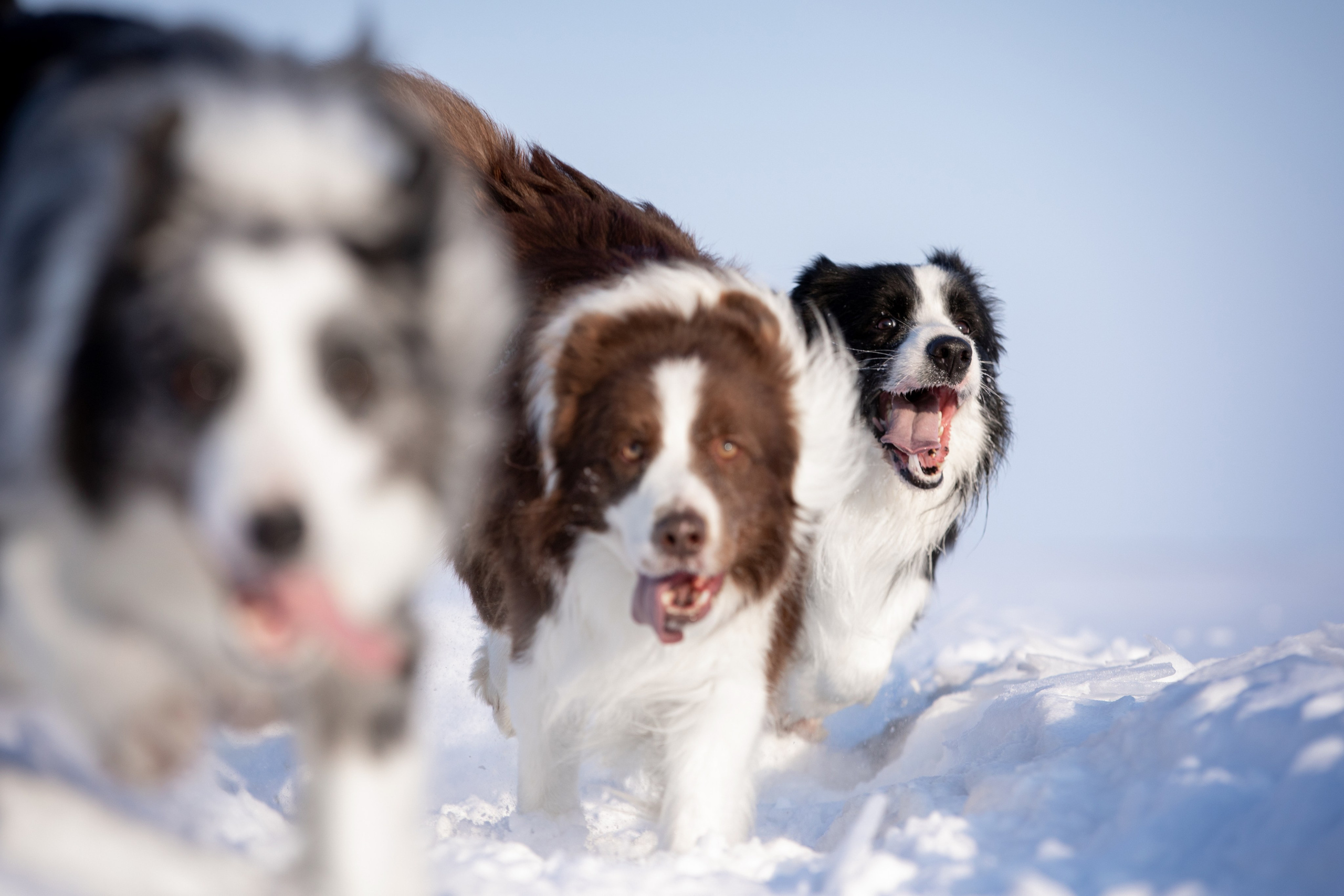 Мороз и солнце. О нас