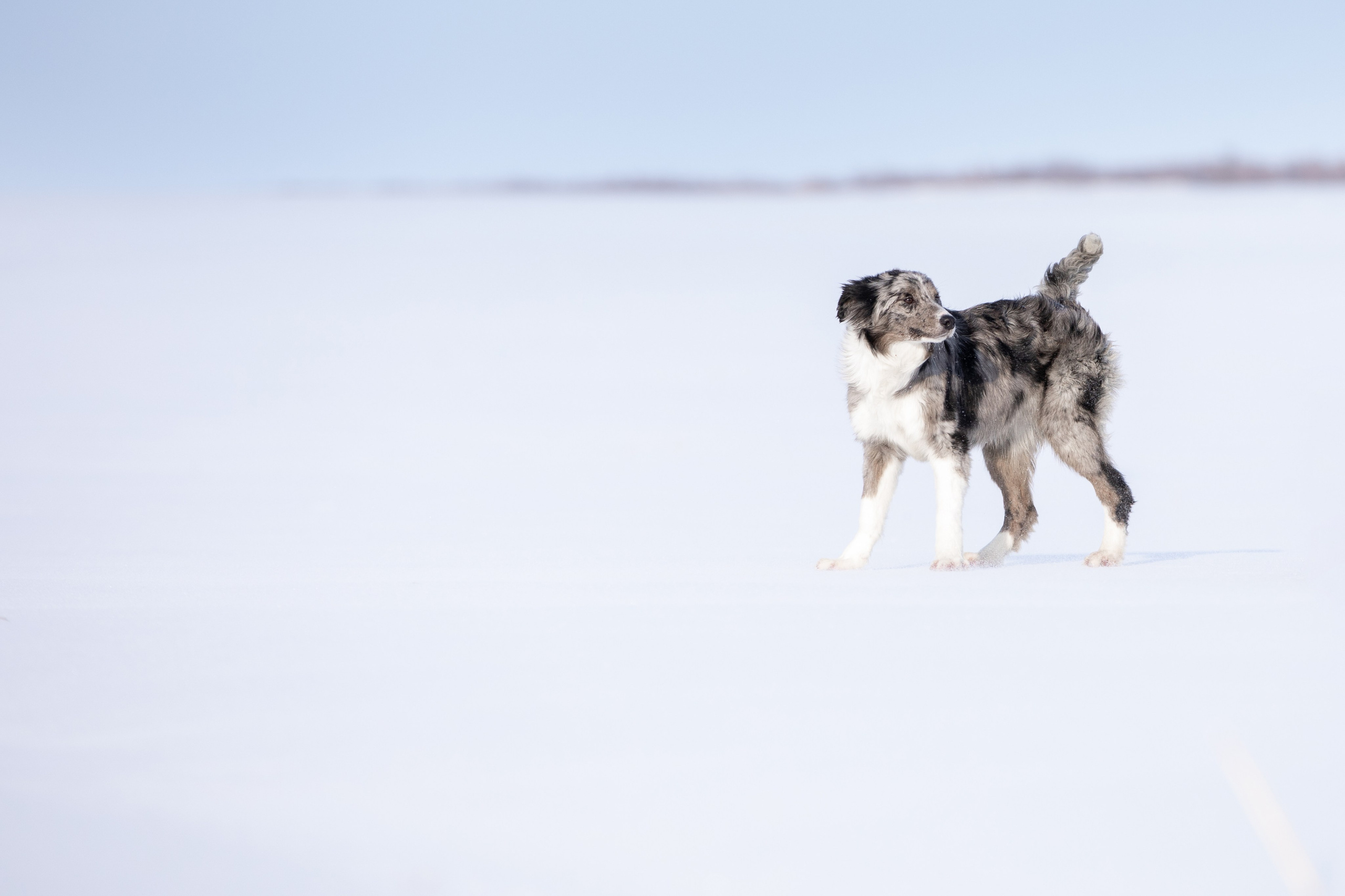 Мороз и солнце. О нас