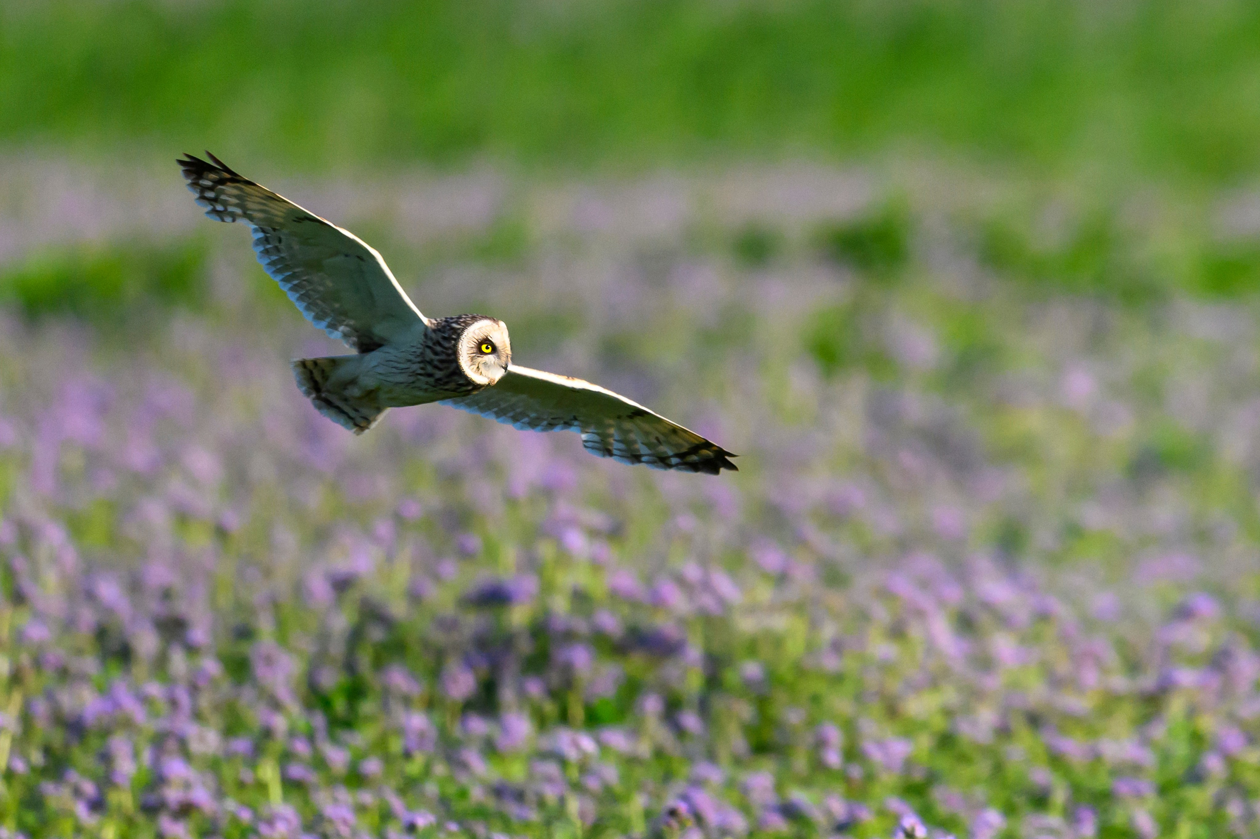 Охота совы. Фотограф Сергей Пупонин