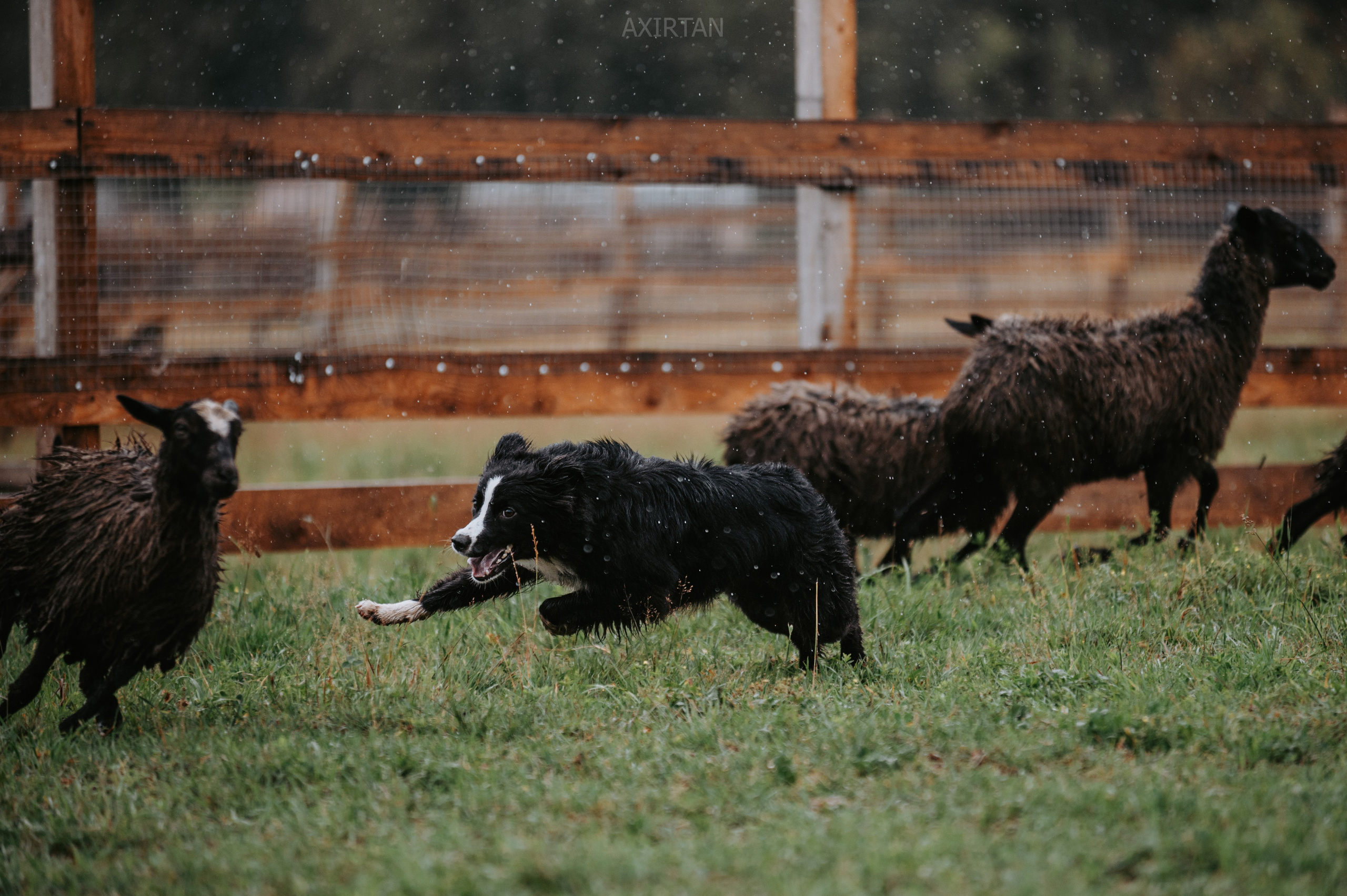 Хава. BLGKV питомник собак