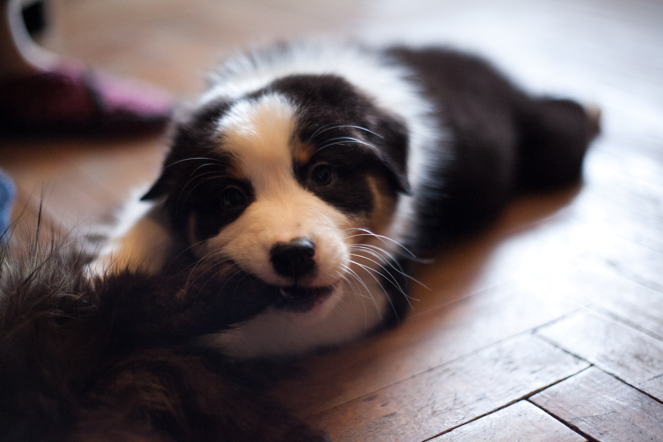 Рави. BLGKV питомник собак