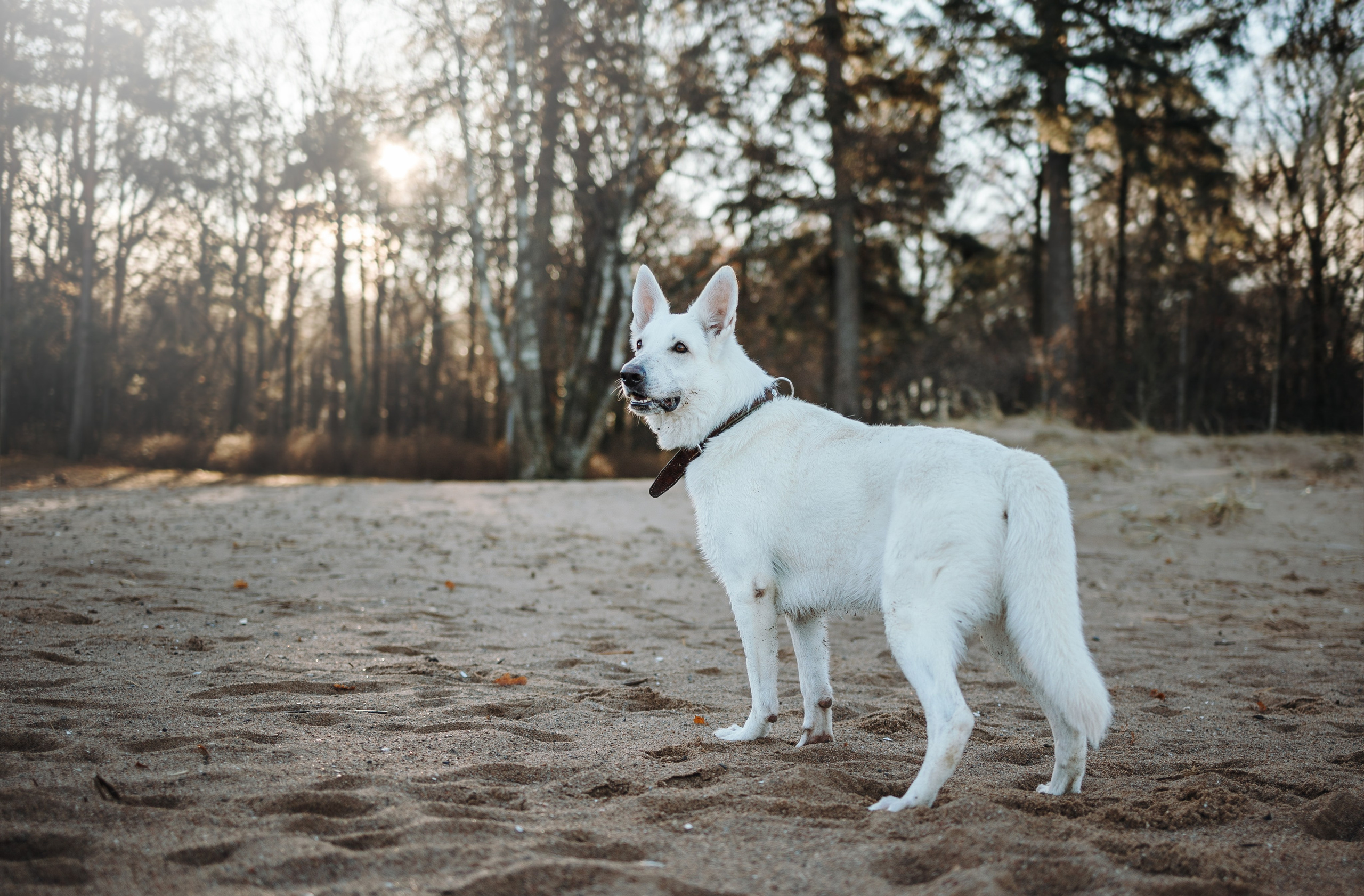 Настя и Эва. Фотограф — Анималист | Санкт-Петербург