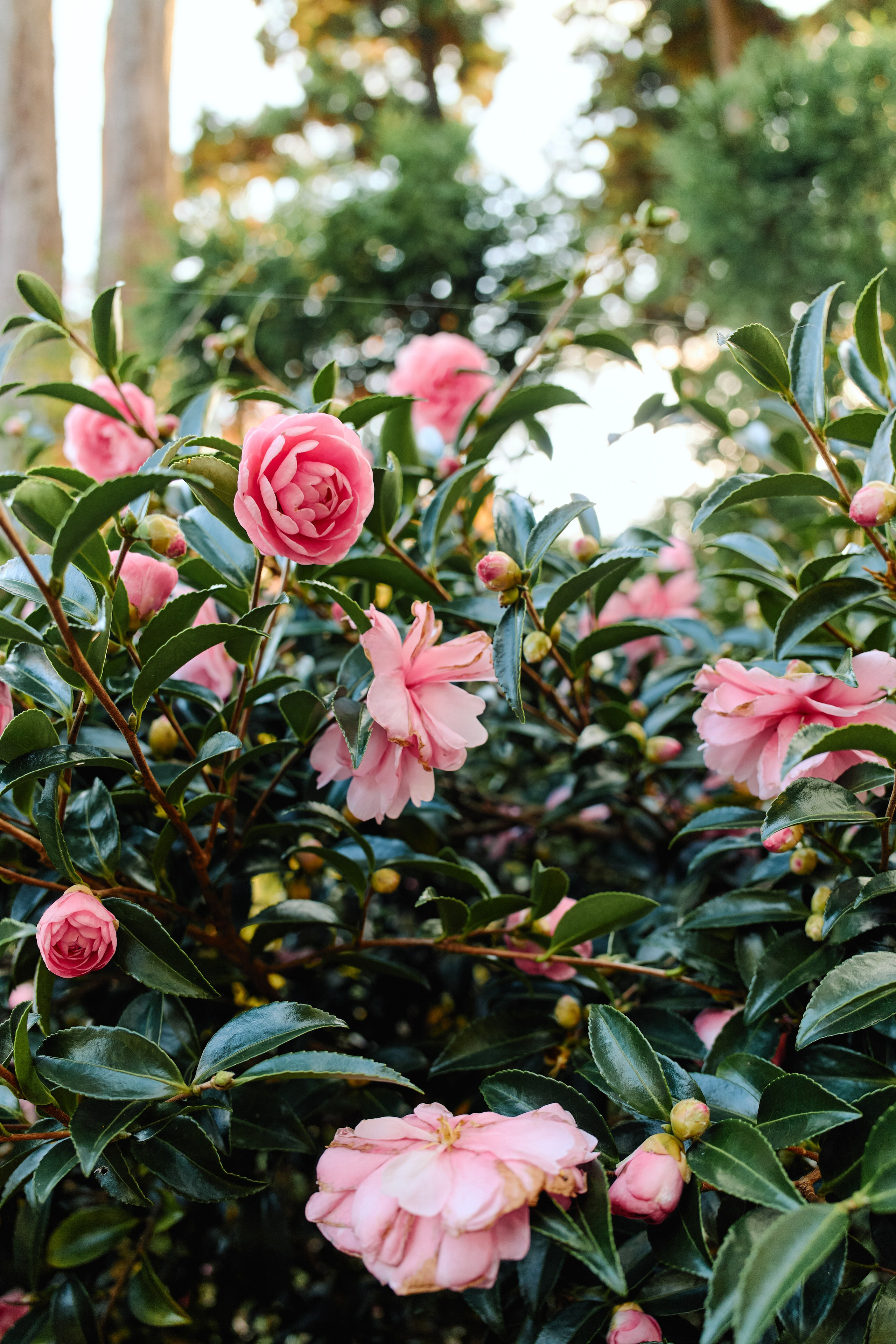 Япония. Профессиональный Фотограф во Владимире, в Москве и в Суздале — Полина Романычева