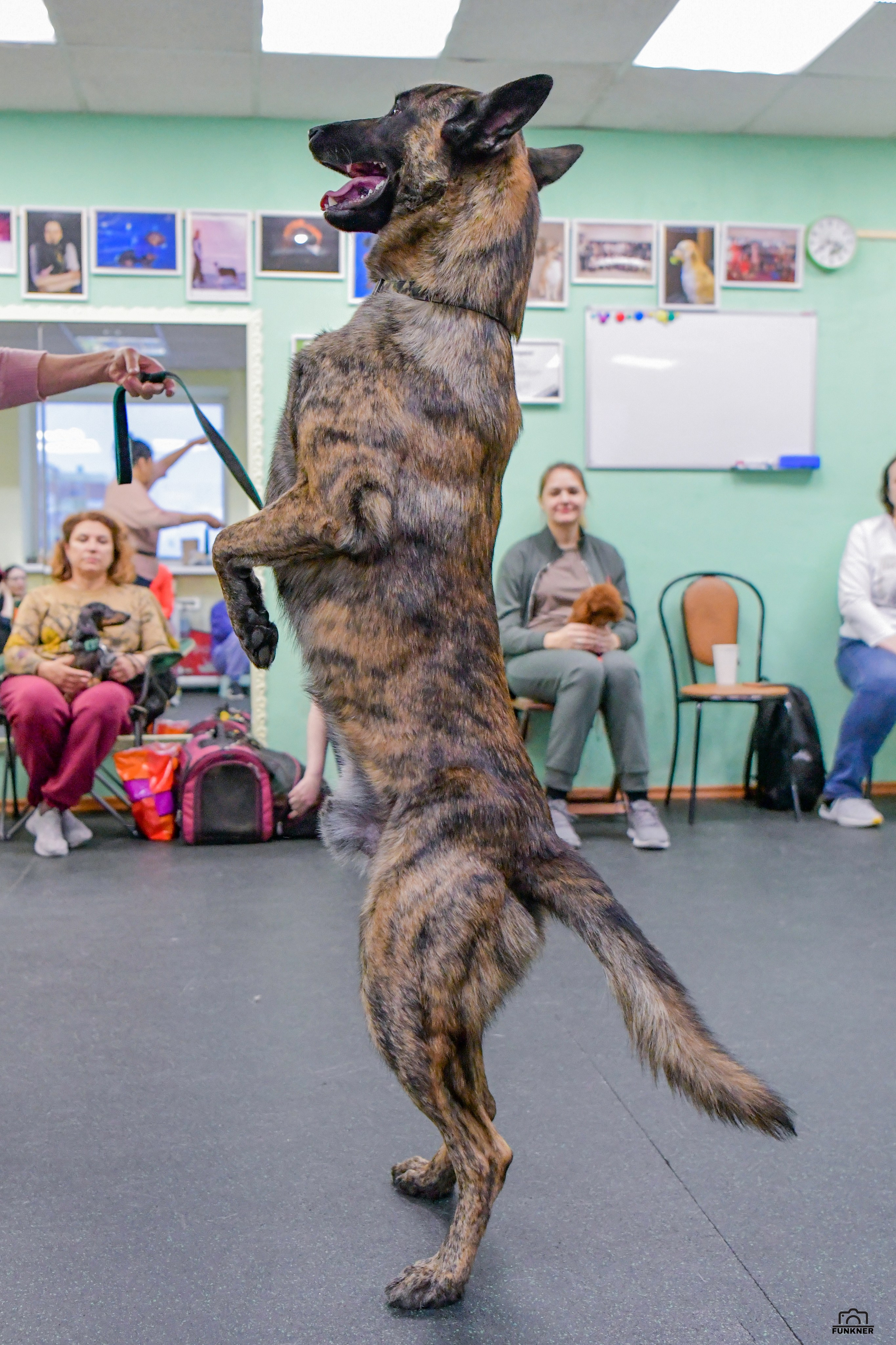 Кинологический клуб «Бодрый хвост». Свой взгляд через объектив