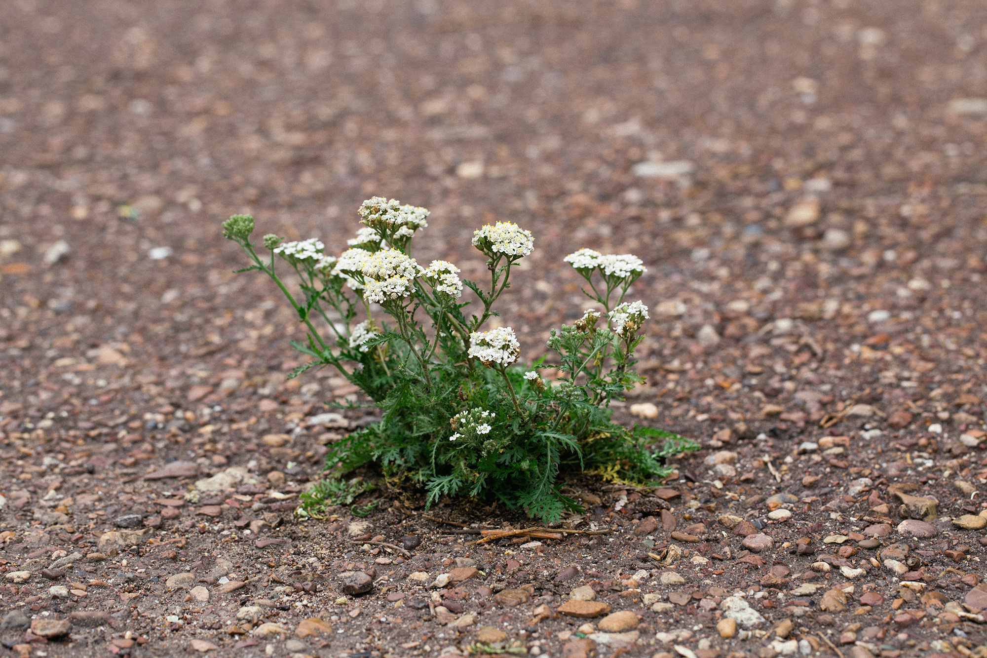 Дневник Анны. Margarita Khatmullina