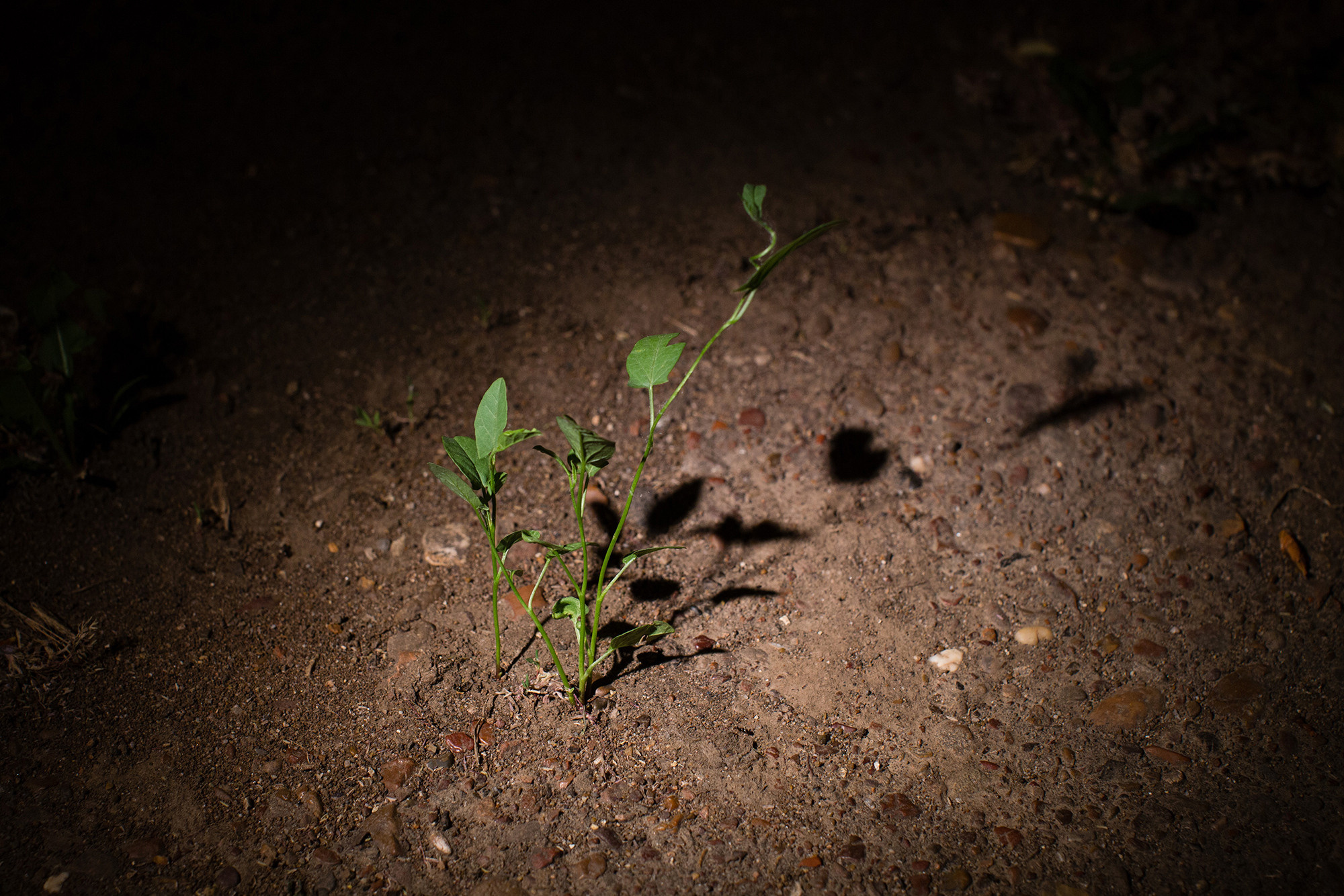 Дневник Анны. Margarita Khatmullina