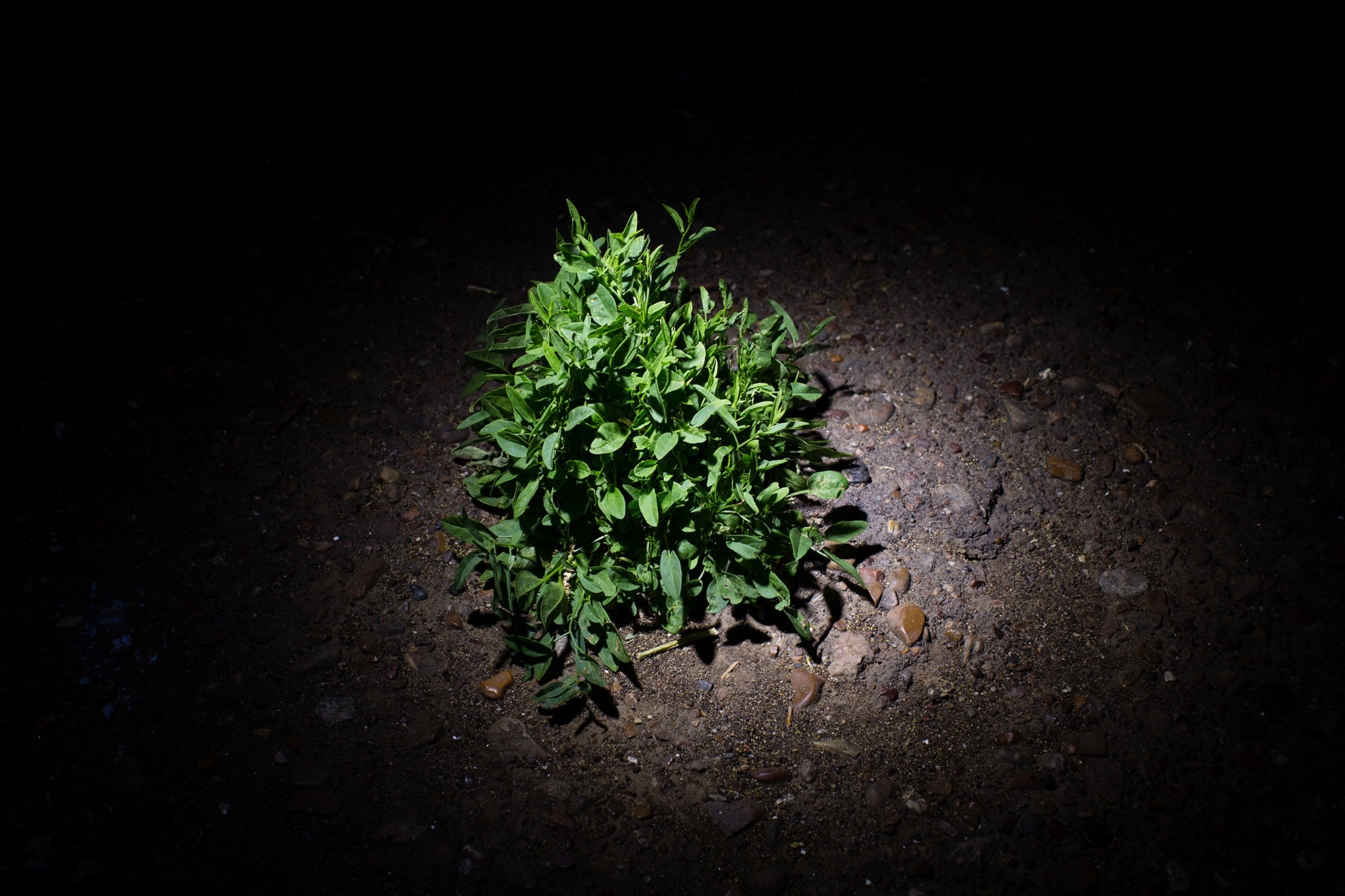 «…Взяв повестку, зашла в кабинет главного врача больницы. Взял он в свои руки повестку, прочитал, порвал и сказал: «У меня здесь тоже фронт и никуда ты не пойдешь». Больница была переполнена инфекционным больными, как гражданским населением, эвакуированными людьми с Запада, и очень много было солдатиков из лагерей «Осавиахима».…Приносят мне 3-ю повестку. Пришла я в военкомат. Меня направили на комиссию. Комиссия была не очень требовательная. Мне вручили направление в госпиталь №3767.»